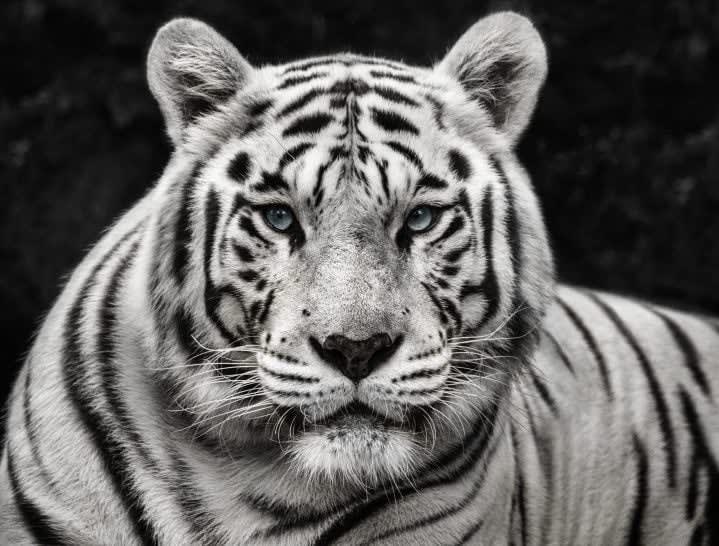 David Yarrow, Mohan #11/12