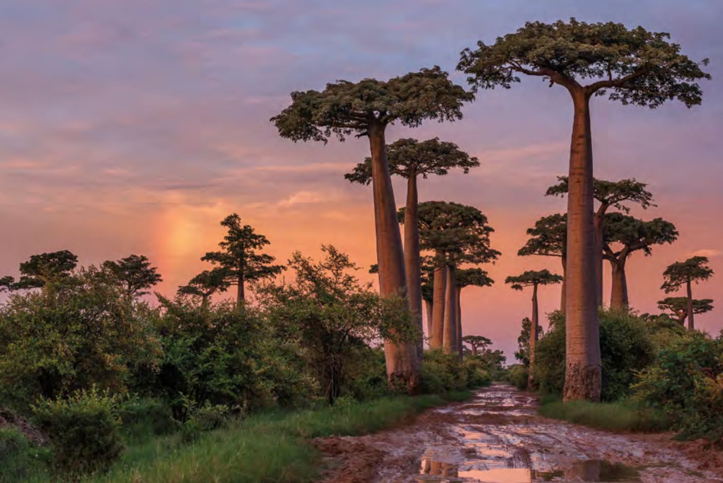 Cristina Mittermeier, Alley of Giants , 2009