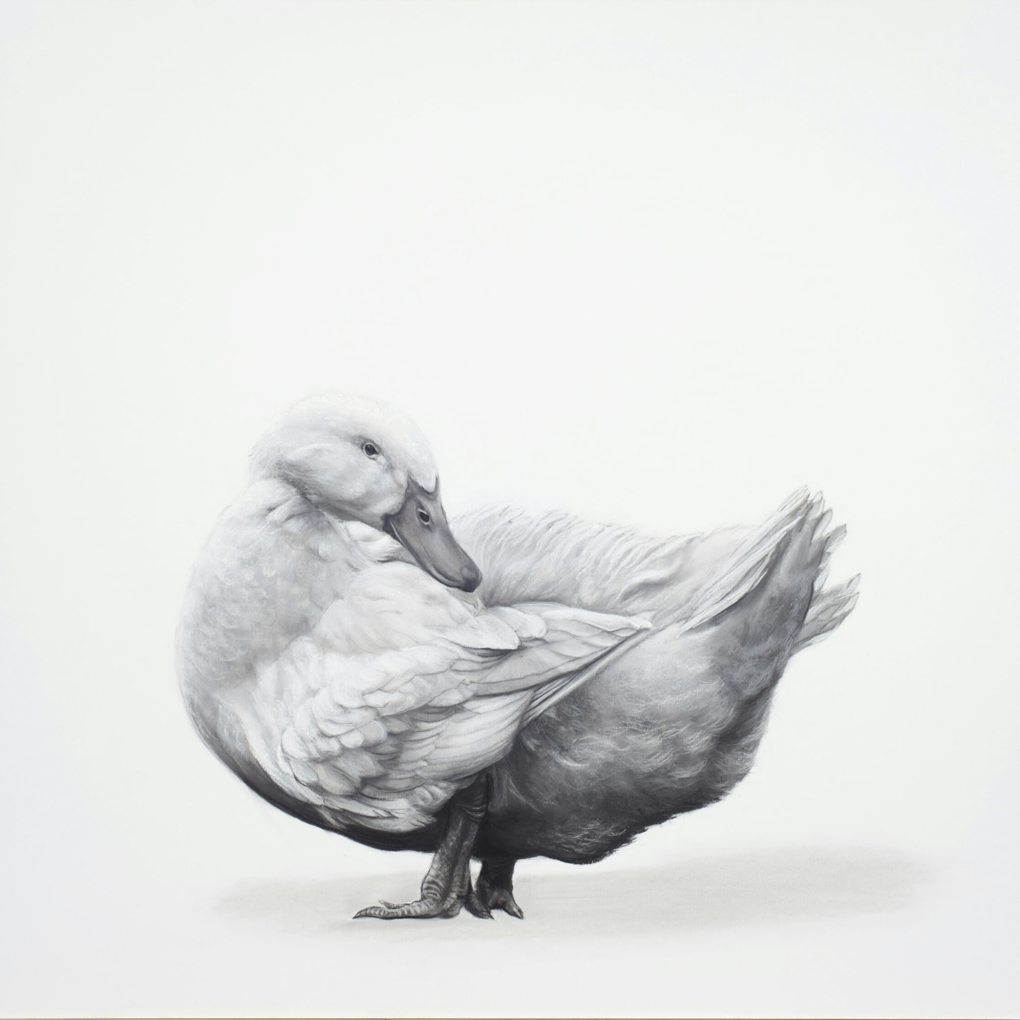 Lucy Boydell, Pekin Duck