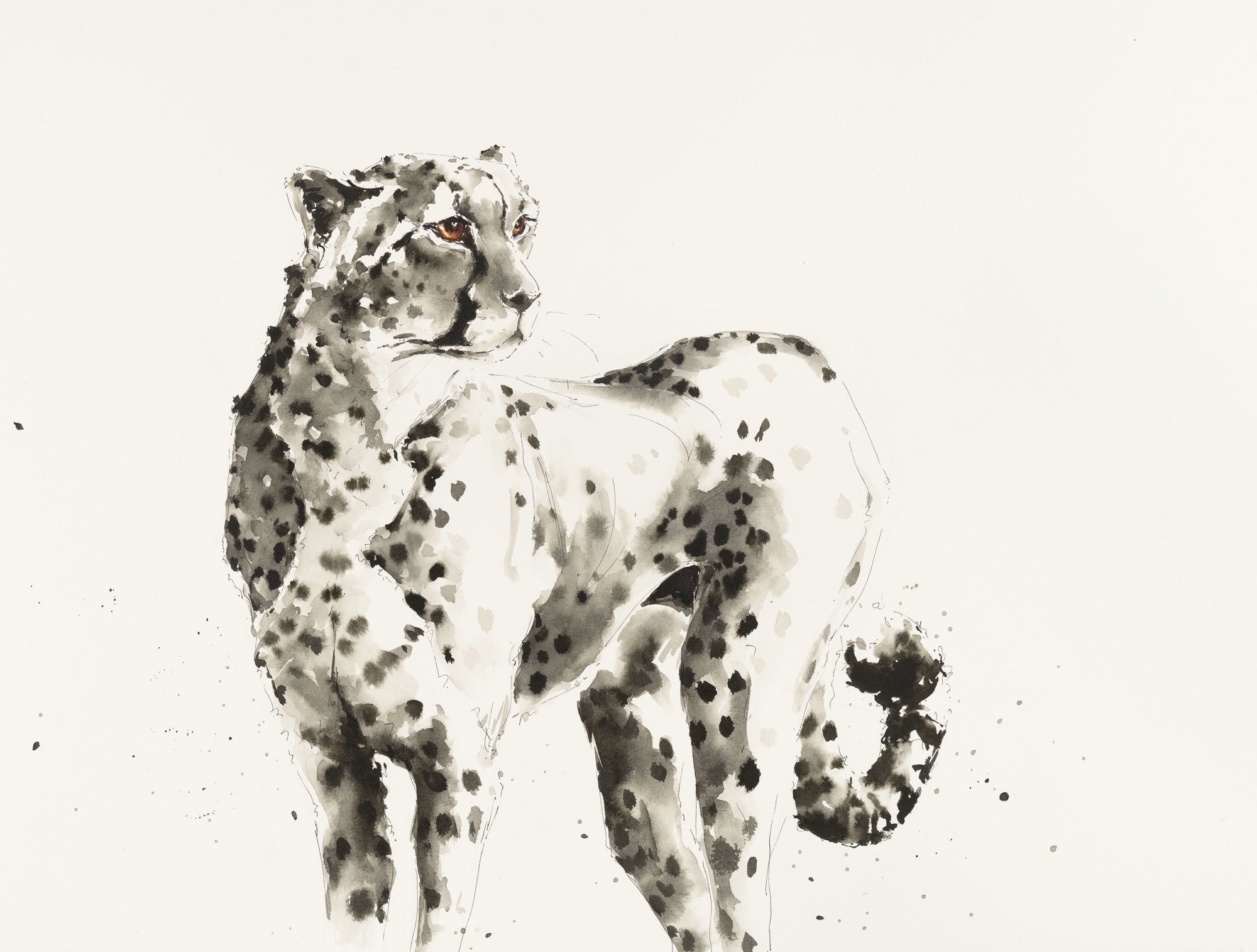 Julia Cassels, Cheetah