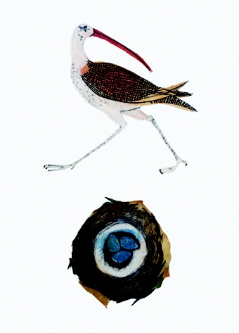 Beatrice Forshall, Eskimo Curlew