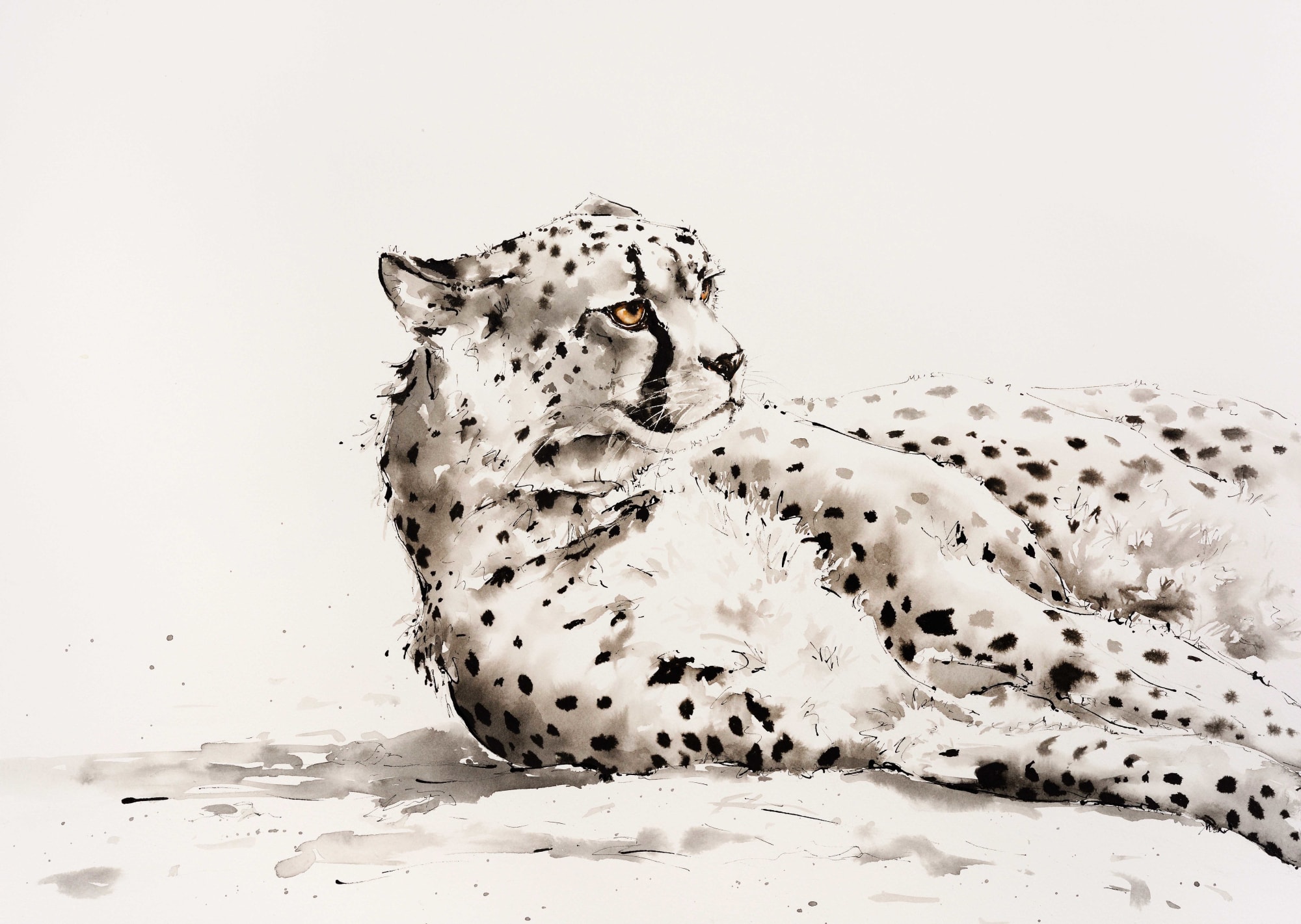 Julia Cassels, Cheetah Siesta