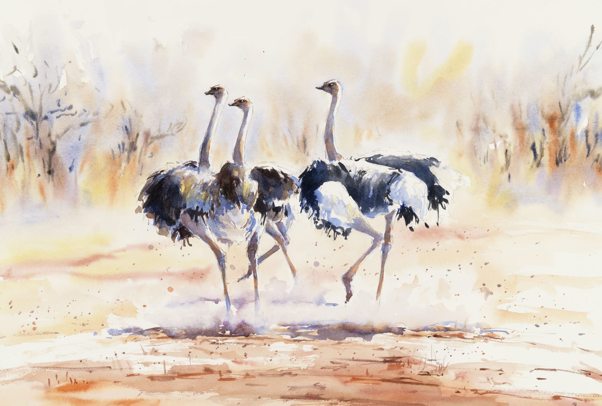 Julia Cassels, Ostrich Chase