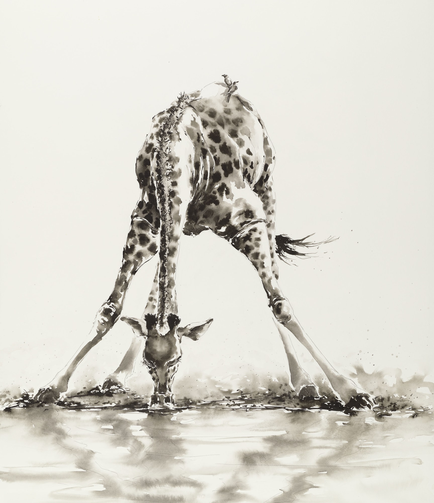 Julia Cassels, Giraffe