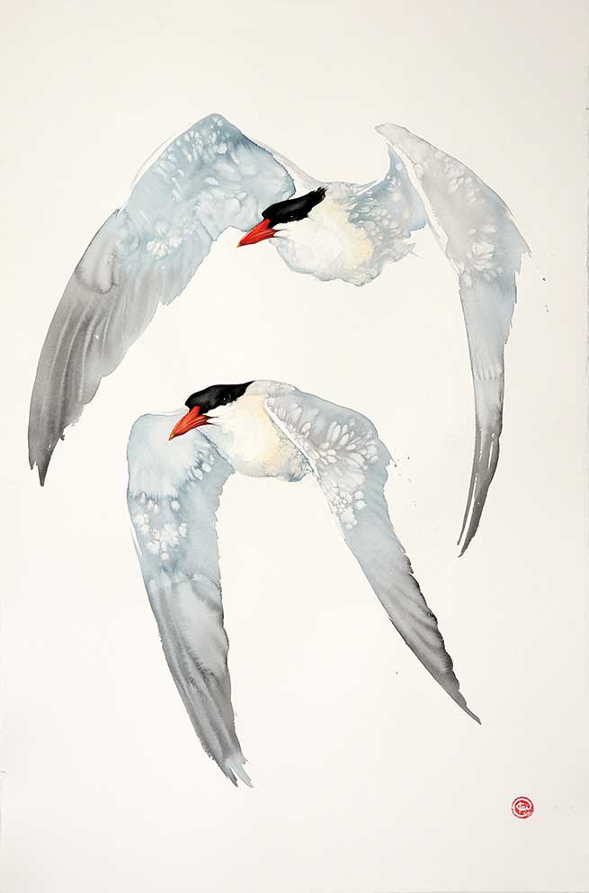 Karl Martens, Caspian Terns