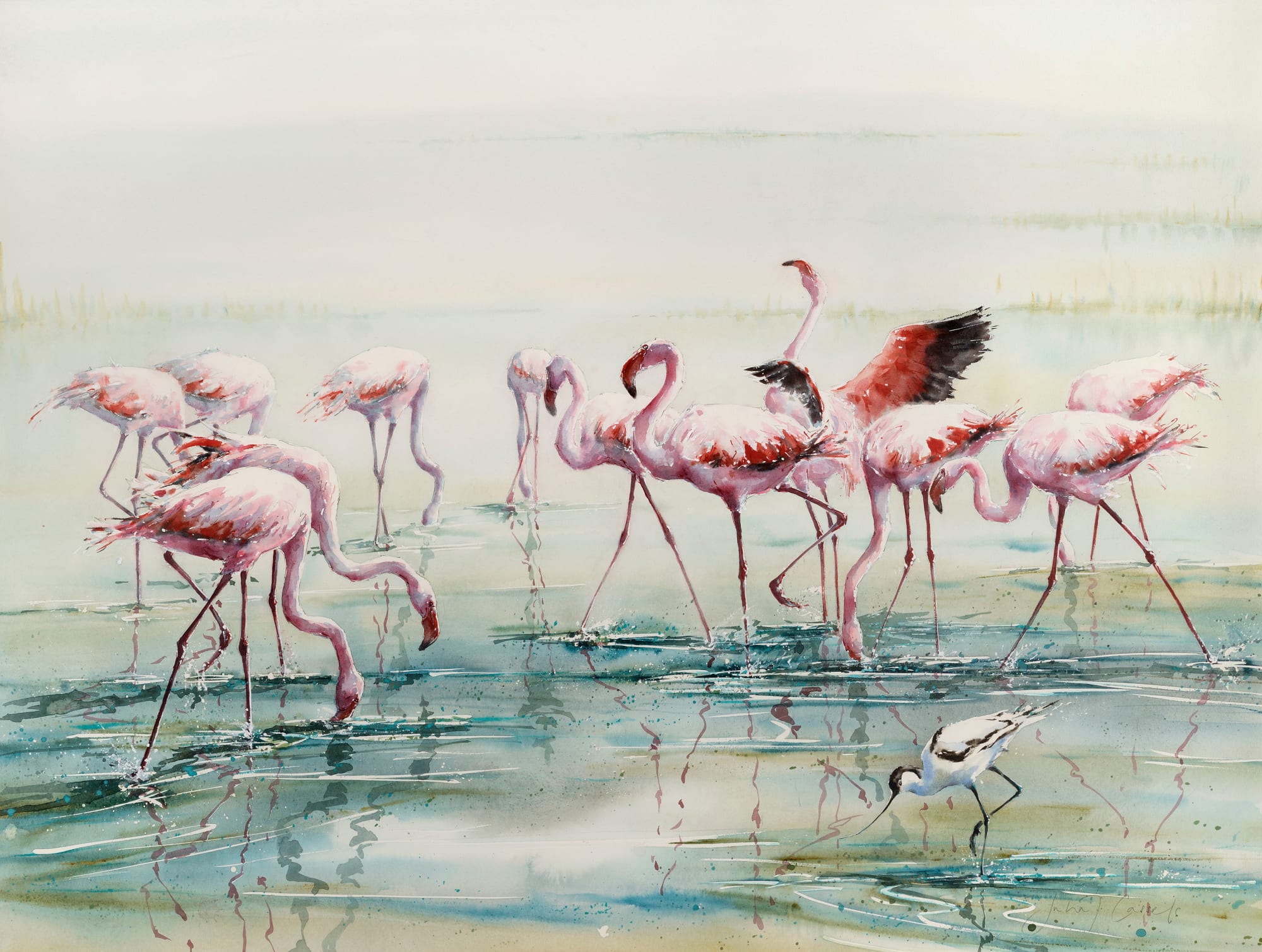 Julia Cassels, Flamingo Lake
