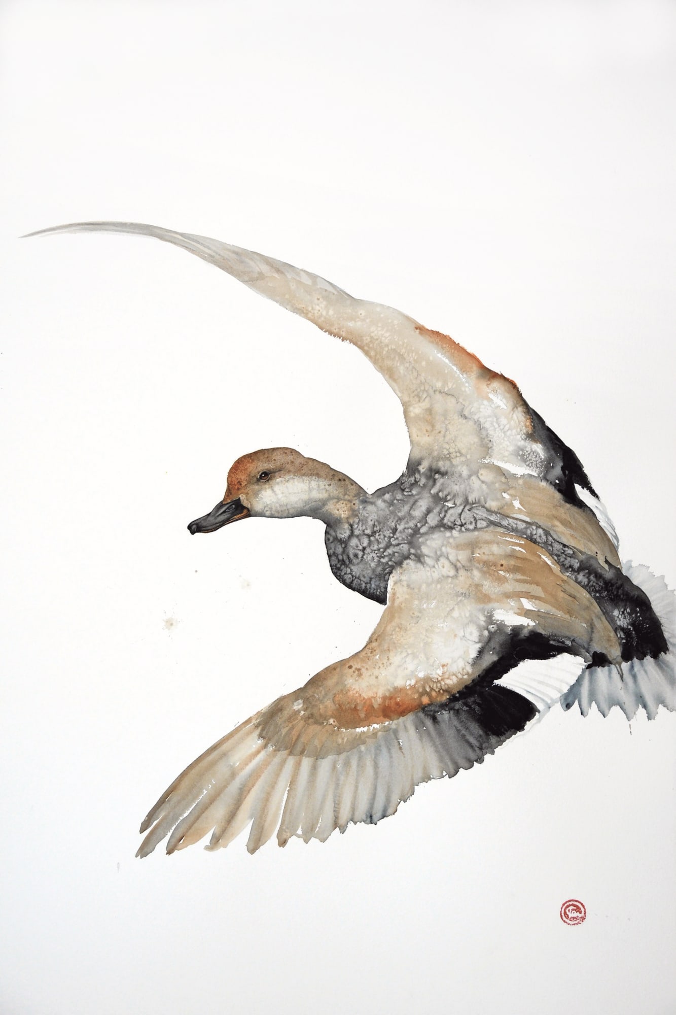Karl Martens, Gadwall Flying (Unframed)