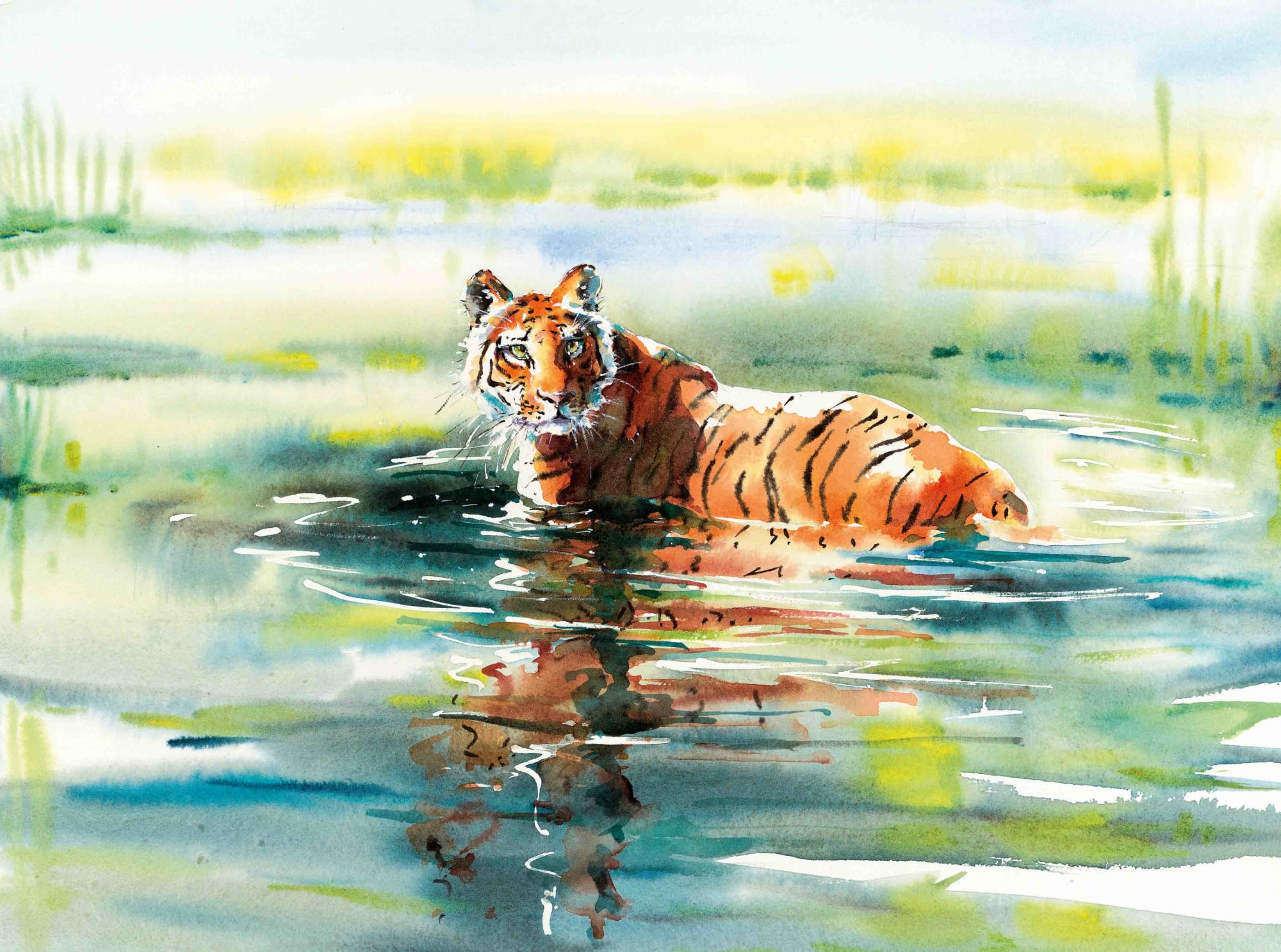 Julia Cassels, Chitwan Tiger, Nepal