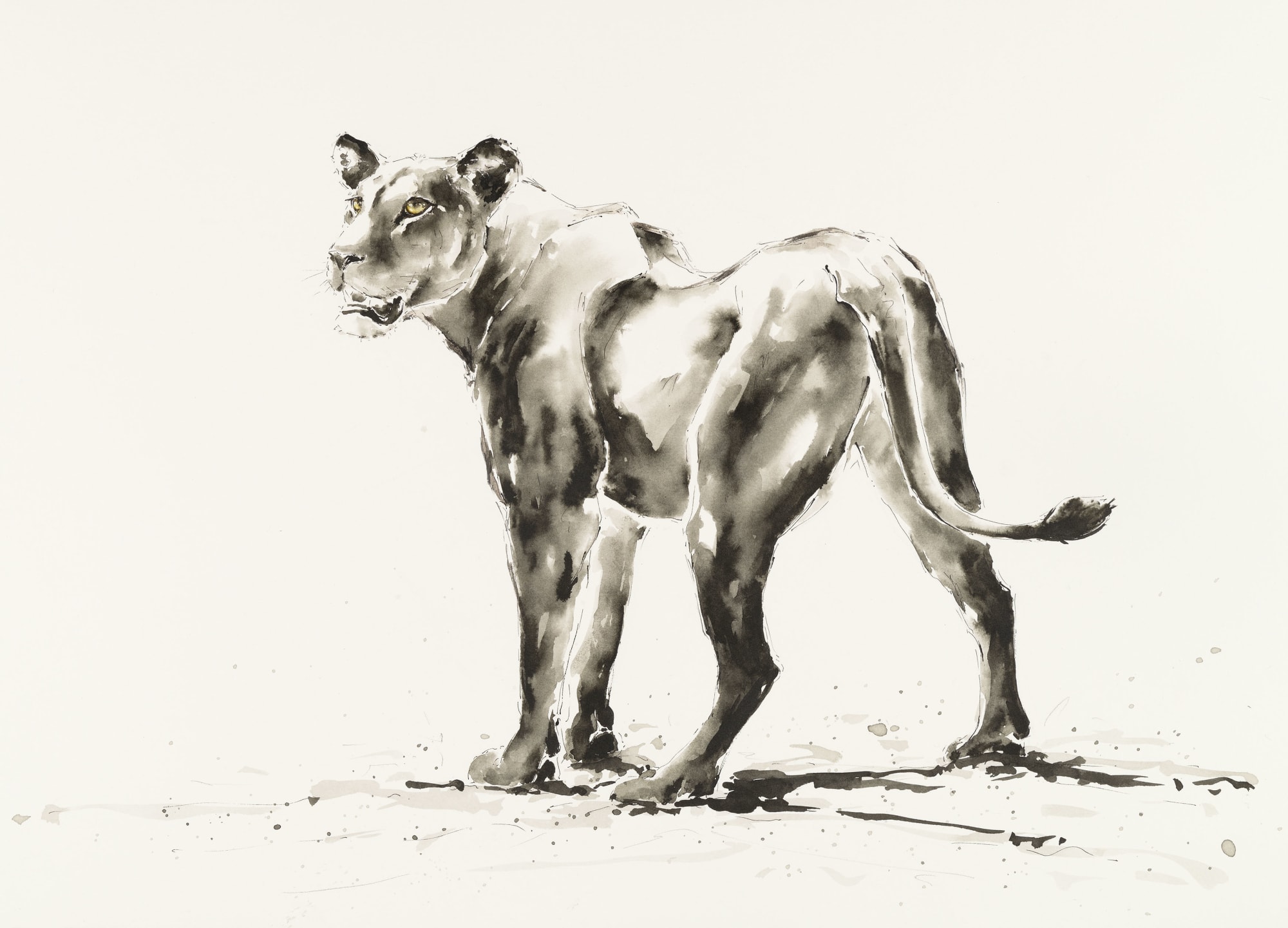Julia Cassels, Lioness