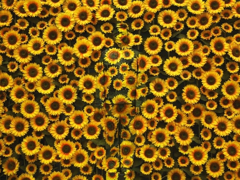 Liu Bolin, Sunflower No1 (large), 2012