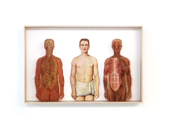Prune Nourry Etrange planche anatomique #18 Reflexology Print, Acupuncture Needles 43 x 30 x 5 cm