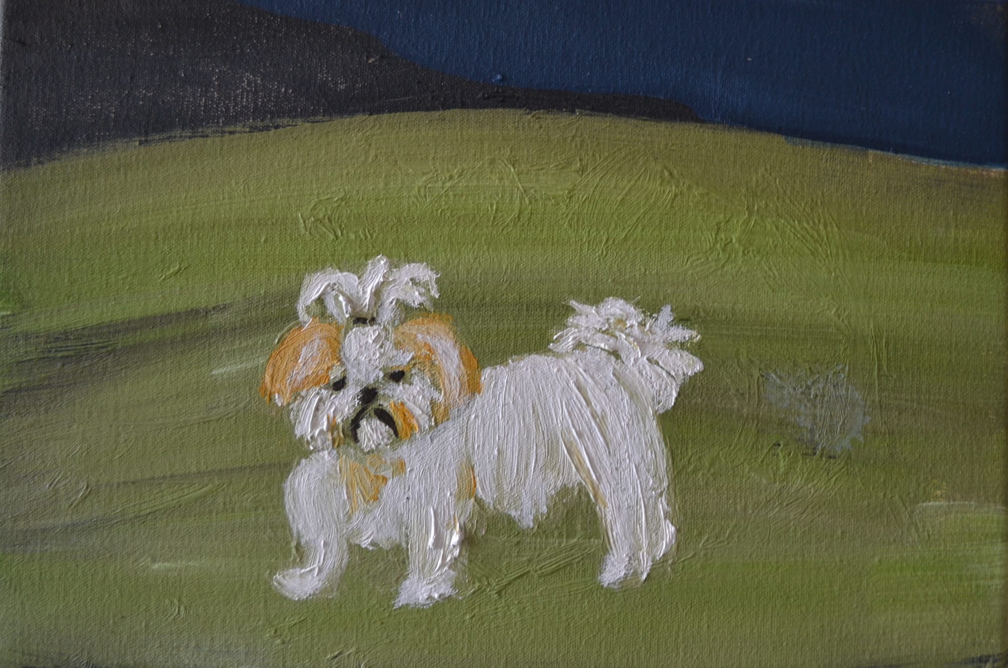 Philippa Paterson, Shih Tzu, 2023