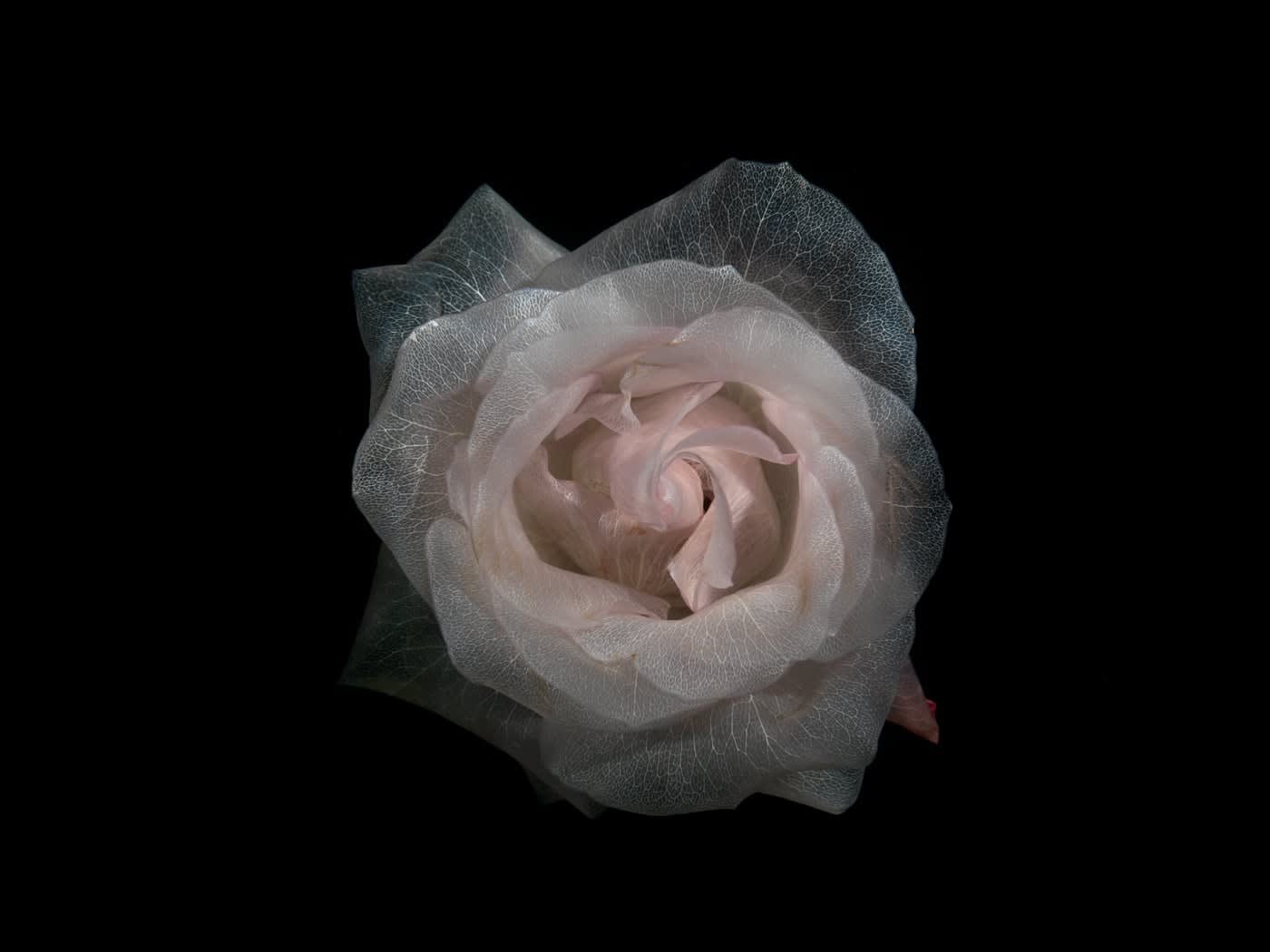 Alexander James Hamilton, Vitreous Love, 2012