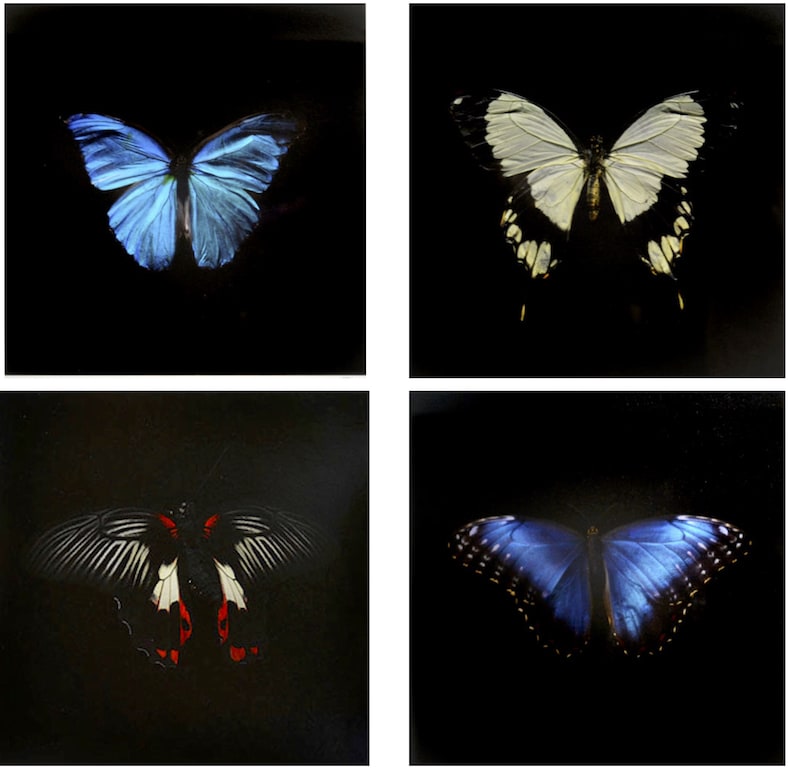Alexander James Hamilton, Swarm (Box set), 2012