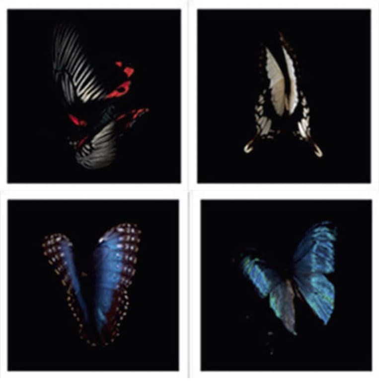 Alexander James Hamilton, Swarm in Flight (Box set), 2012