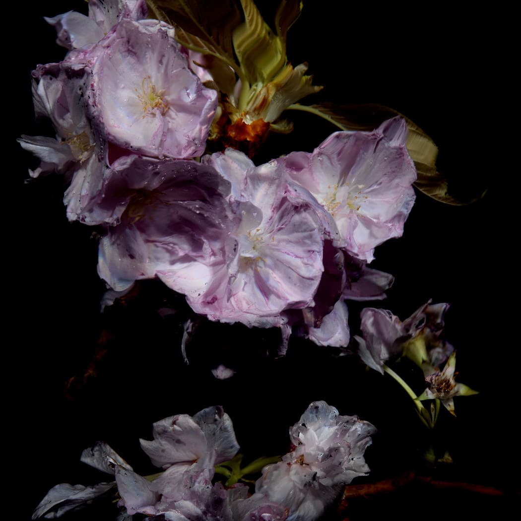 Alexander James Hamilton, Floral Study [0464], 2012