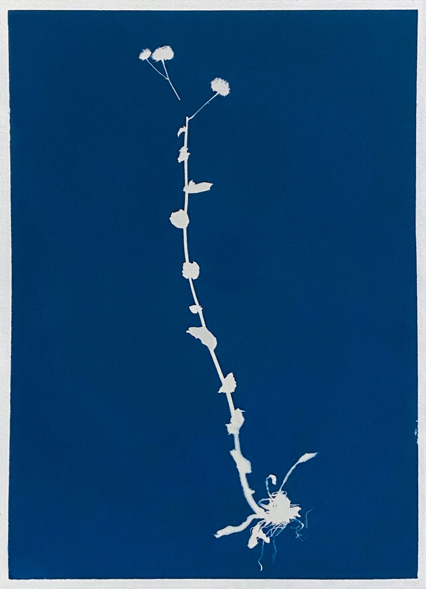 Anahita Norouzi, Displaced Garden 9, 2021