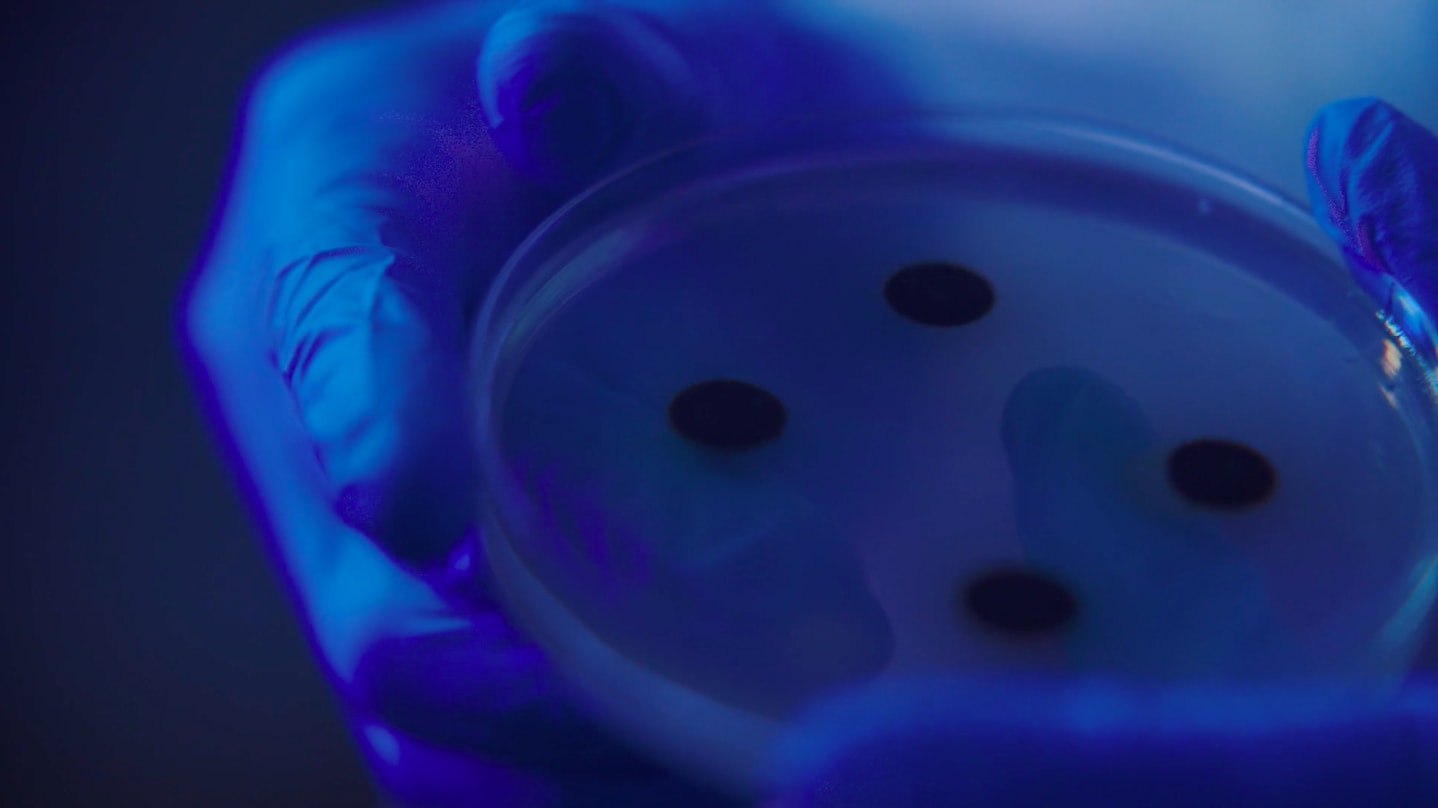 Jes Fan, Xenophoria, 2018-2020