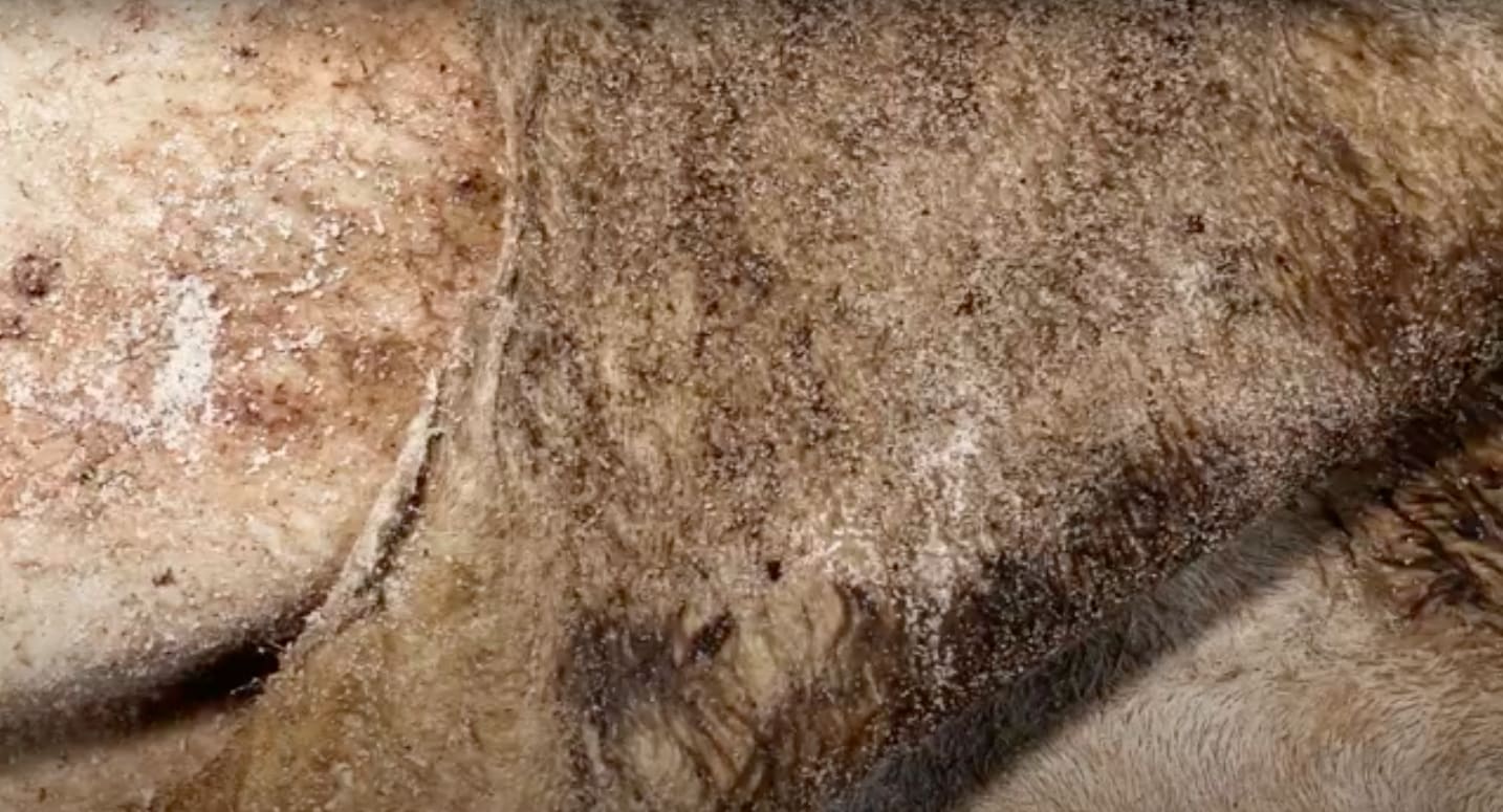 Lukas Hofmann, S.C.L. (Skin Come Leather), 2019