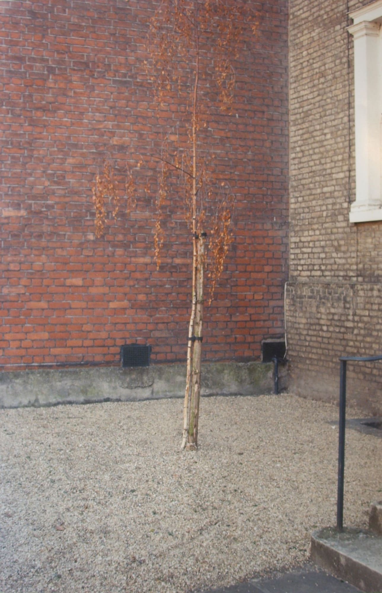 William Eggleston, Untitled (Small Tree in Autumn) from the Berlin Series, 1985