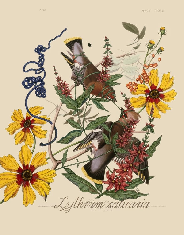 Penelope Gottlieb, Lythrum Salicaria, 2012