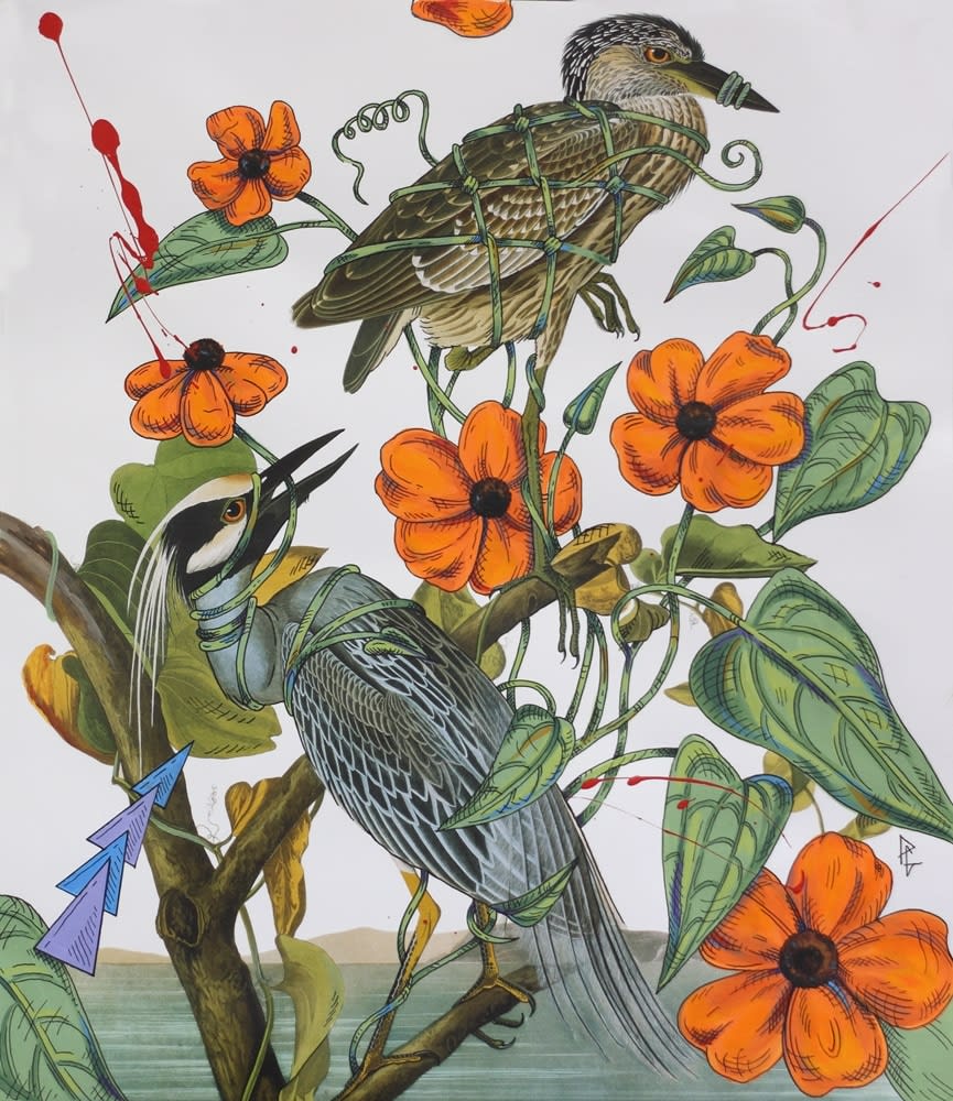 Penelope Gottlieb, Thunbergia alata, 2012