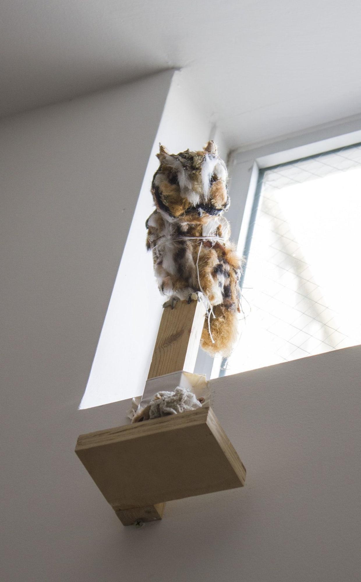 Kathryn Spence, Untitled: Screech-owl and object, 2012