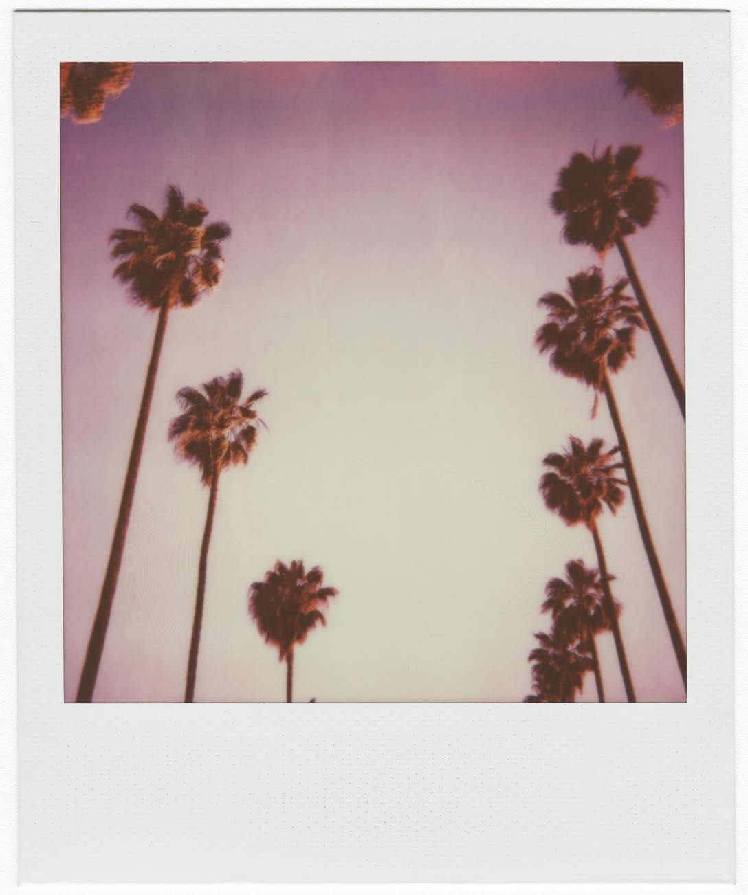 Stuart Sandford, The palm trees of Laveta Terrace, 2014