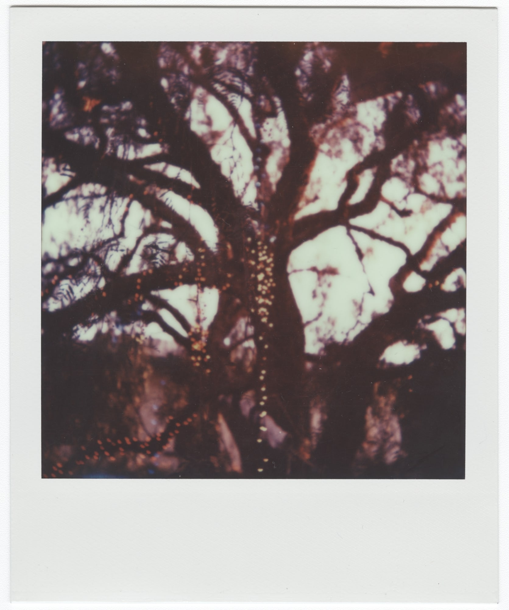 Stuart Sandford, The trees are full of fairy lights, 2014