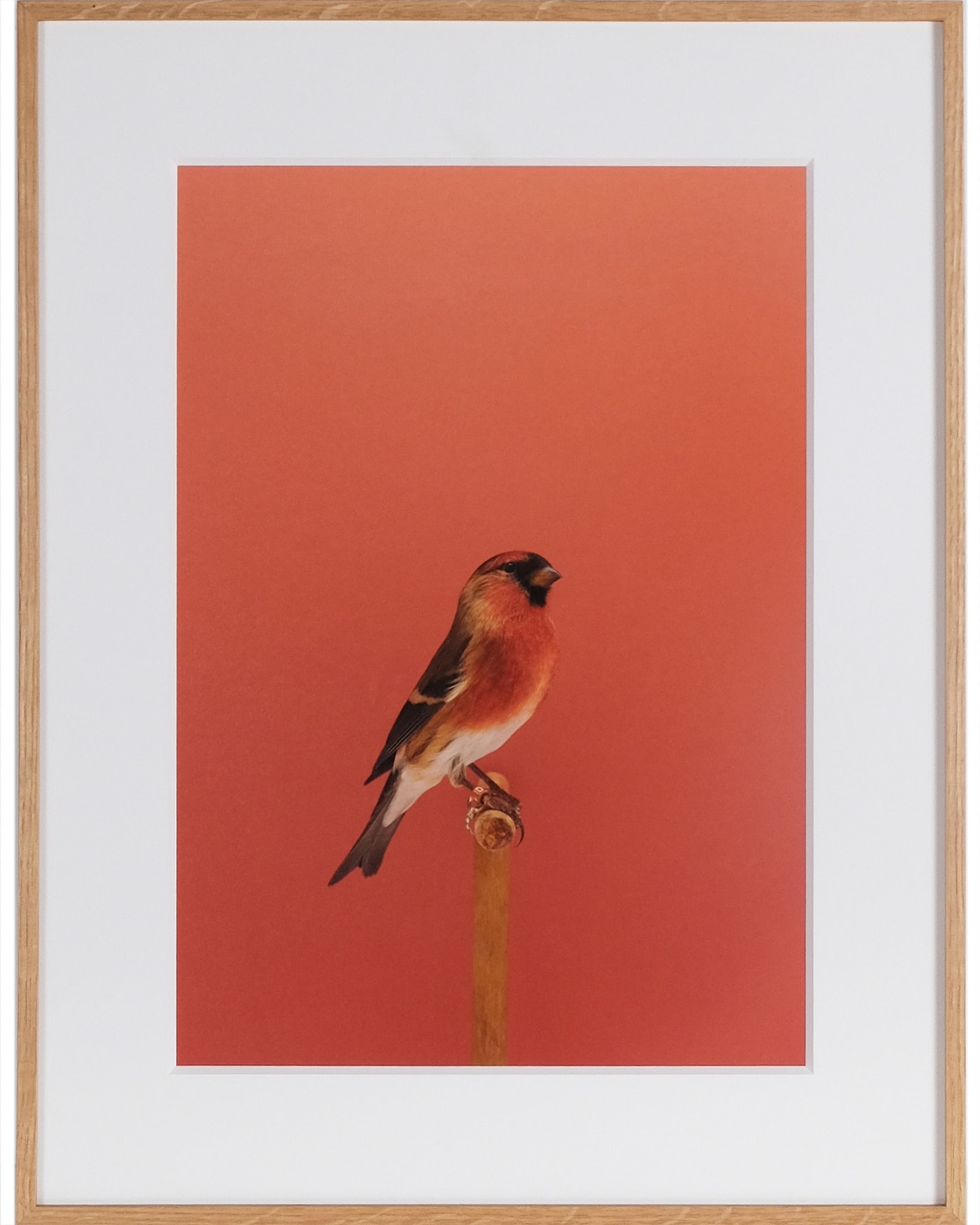 Luke Stephenson, Redpoll x Bullfinch #1 (Hybrid), 2017