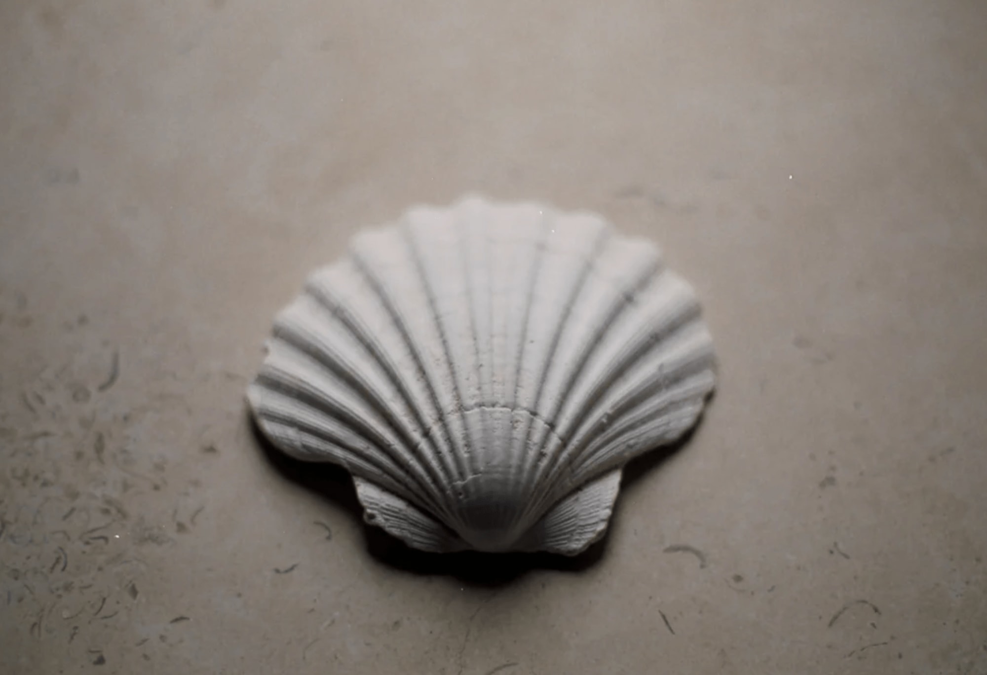 Wondering People, Alexander Griffin, Scallop Shell, 2023