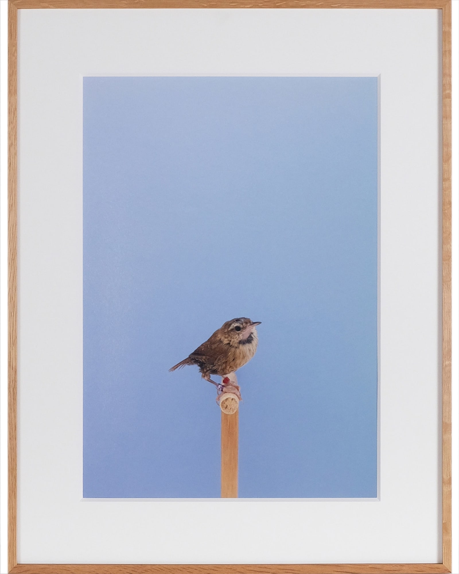 Luke Stephenson, Wren #1, 2016