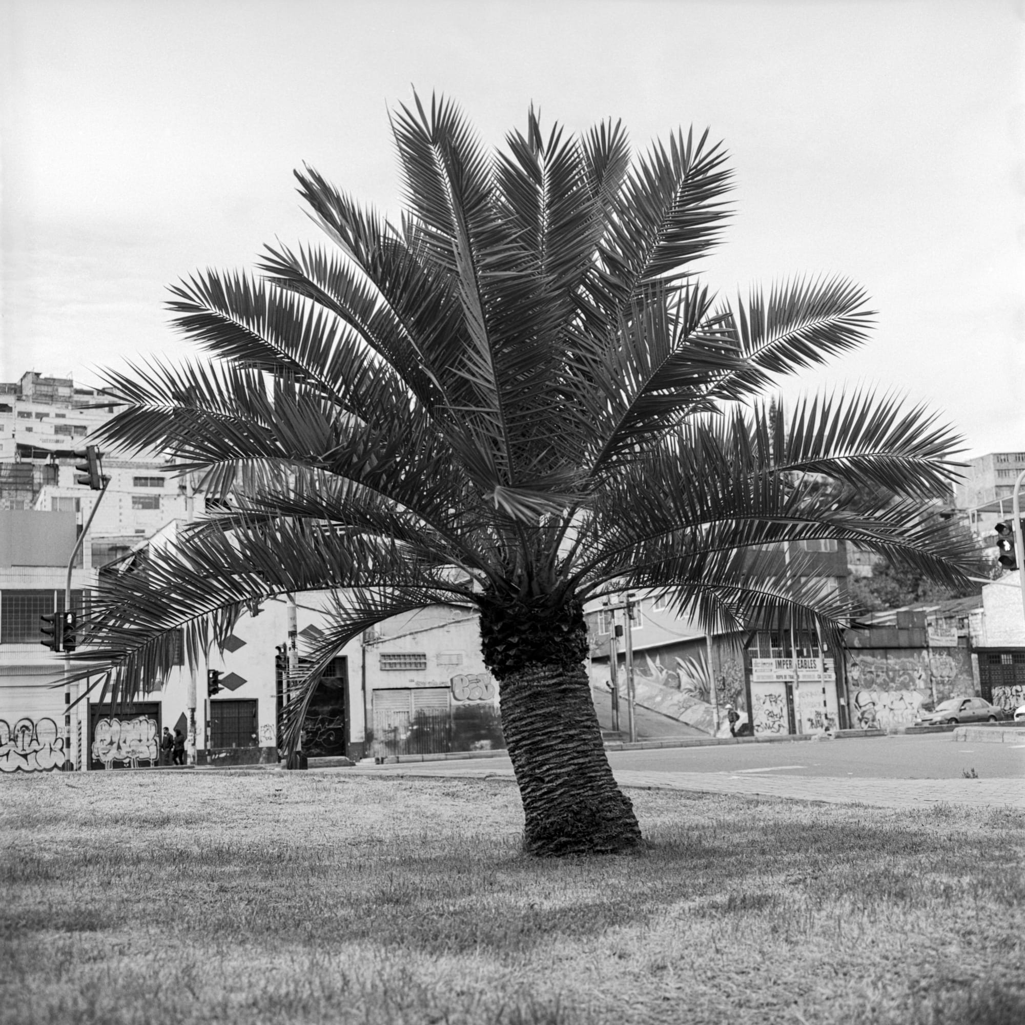 Beatriz Grau, La Caracas X, 2023