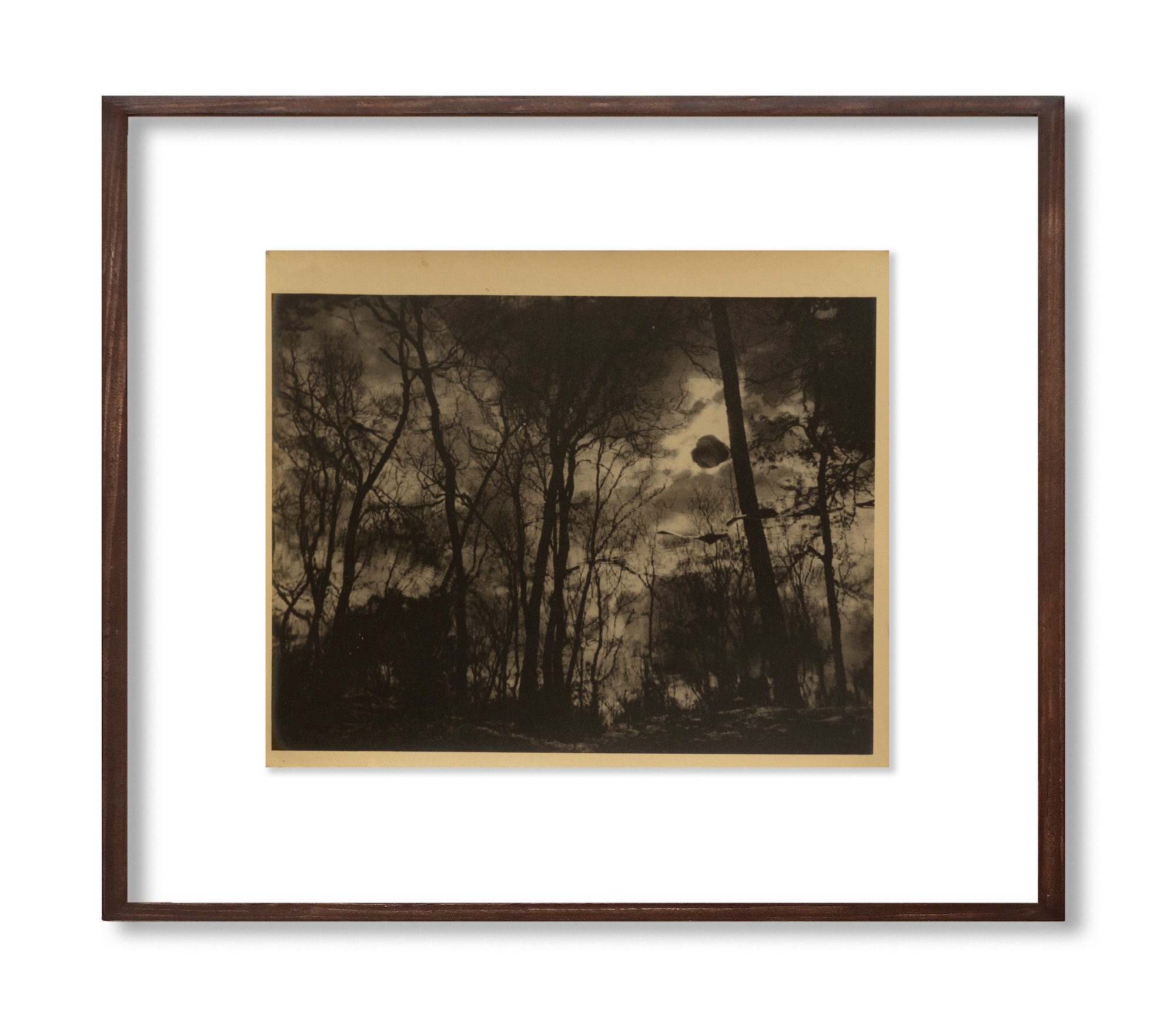 Lalit Mohan Sen, Forest View, c.1940s - 50s