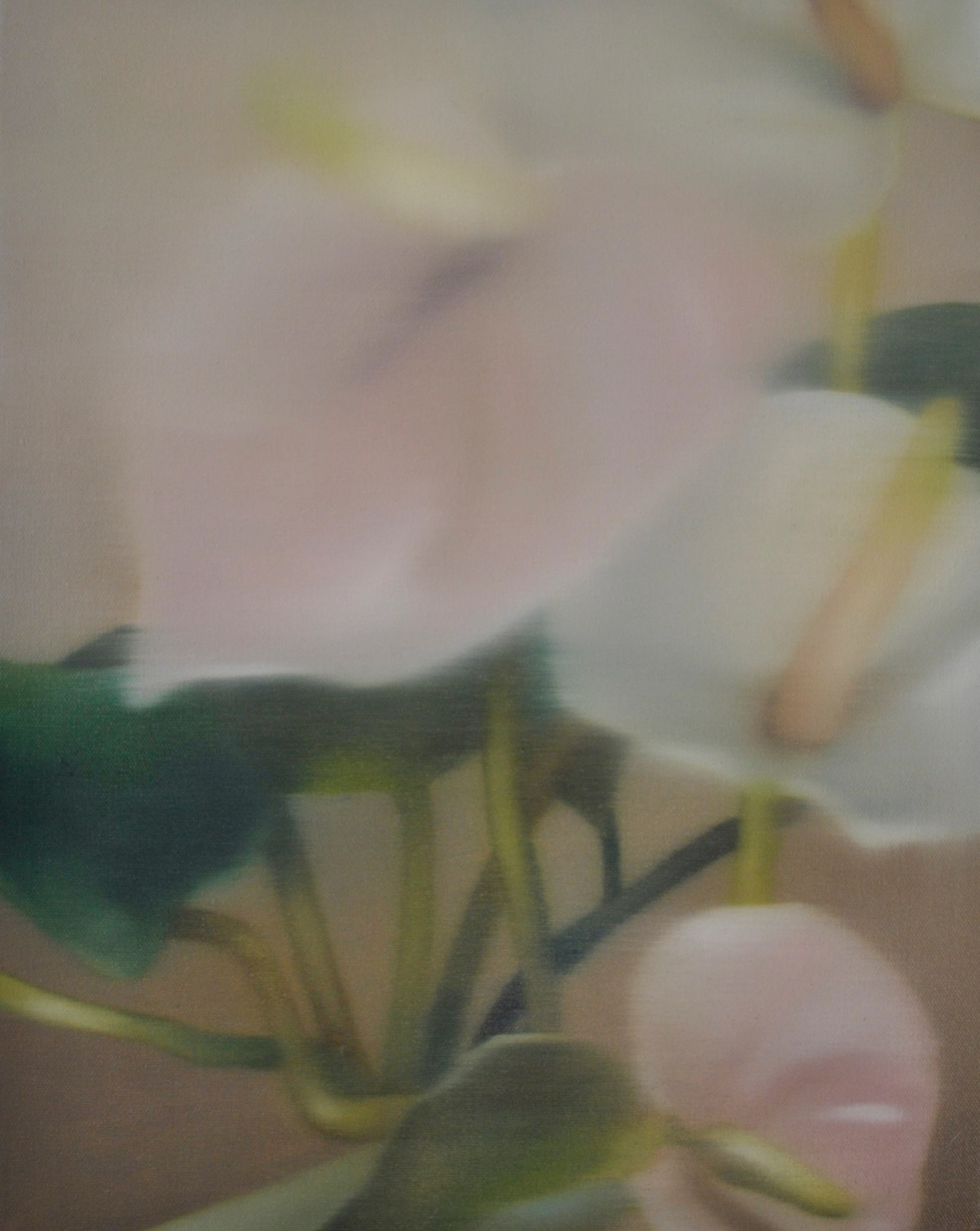 Johanna Bath, anthurium, 2023