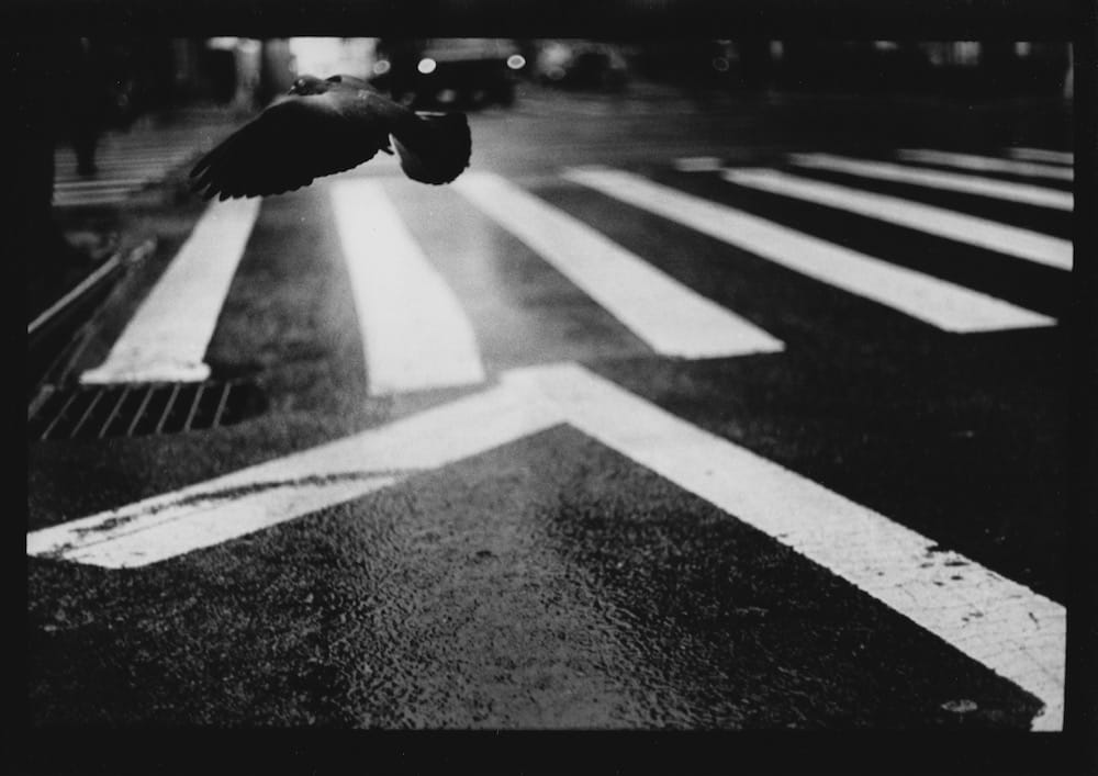 Giacomo Brunelli, Untitled (Pigeon Wall St.), 2017
