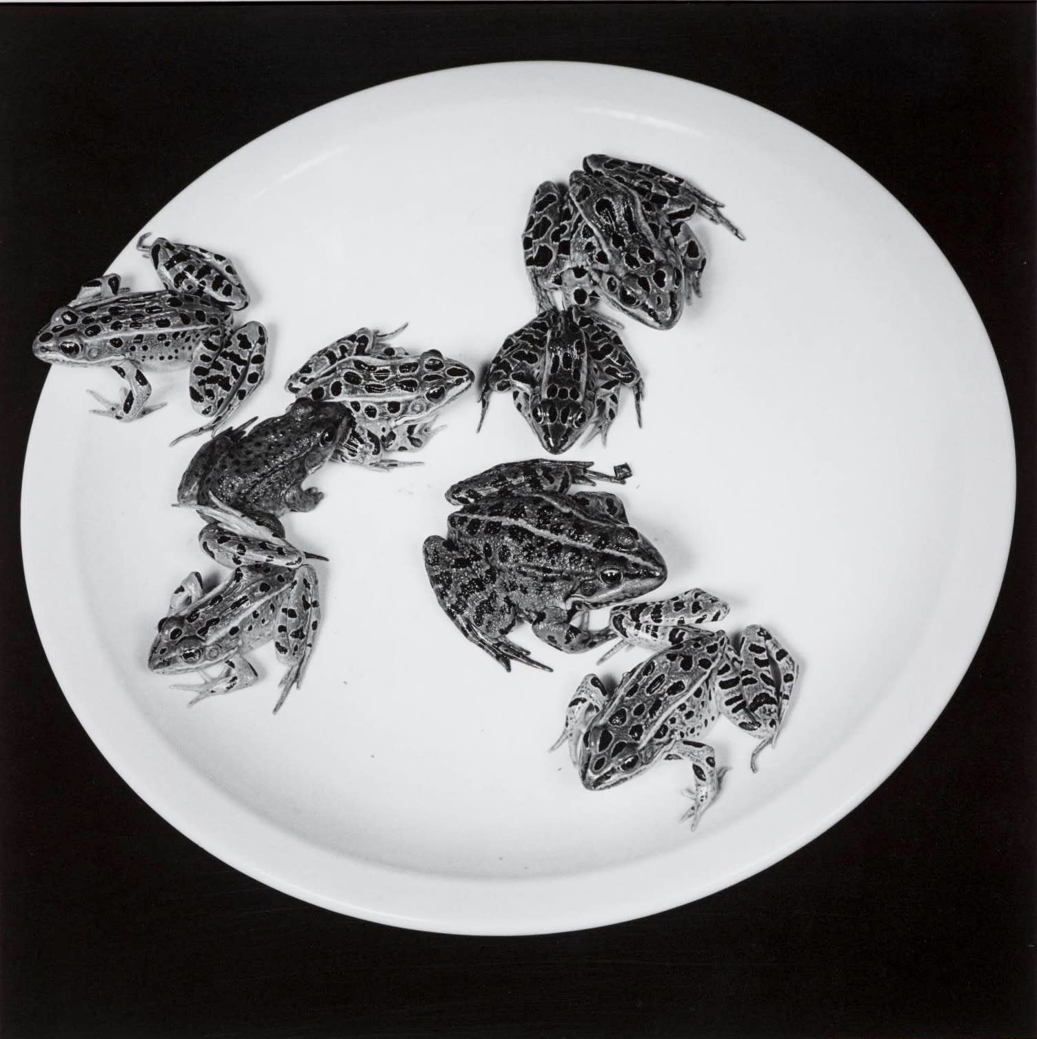 Robert Mapplethorpe, Frogs, 1984