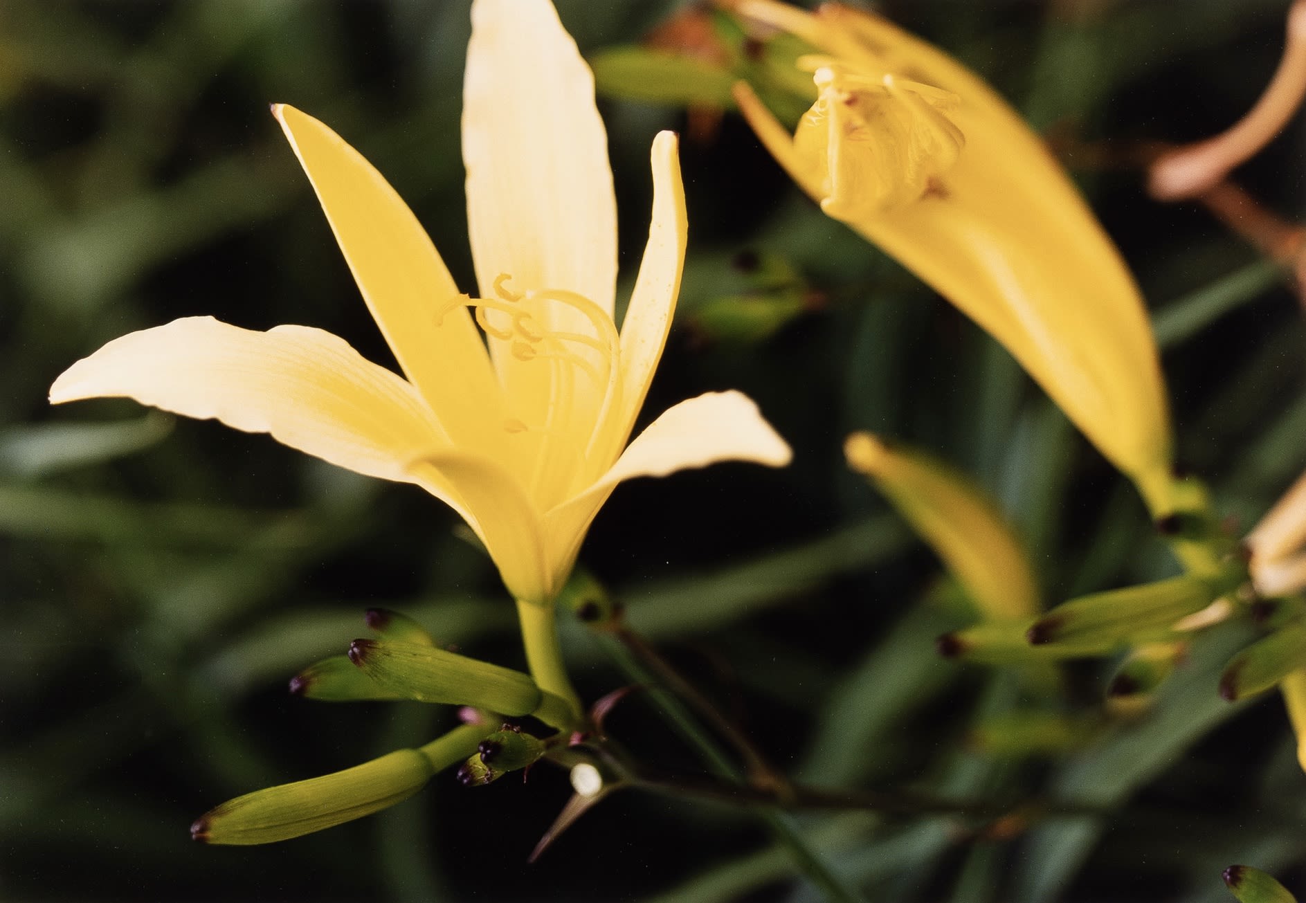 Thomas Struth, Pflanze #9 Gelbe Lilie, Winterthur (1992), 1994