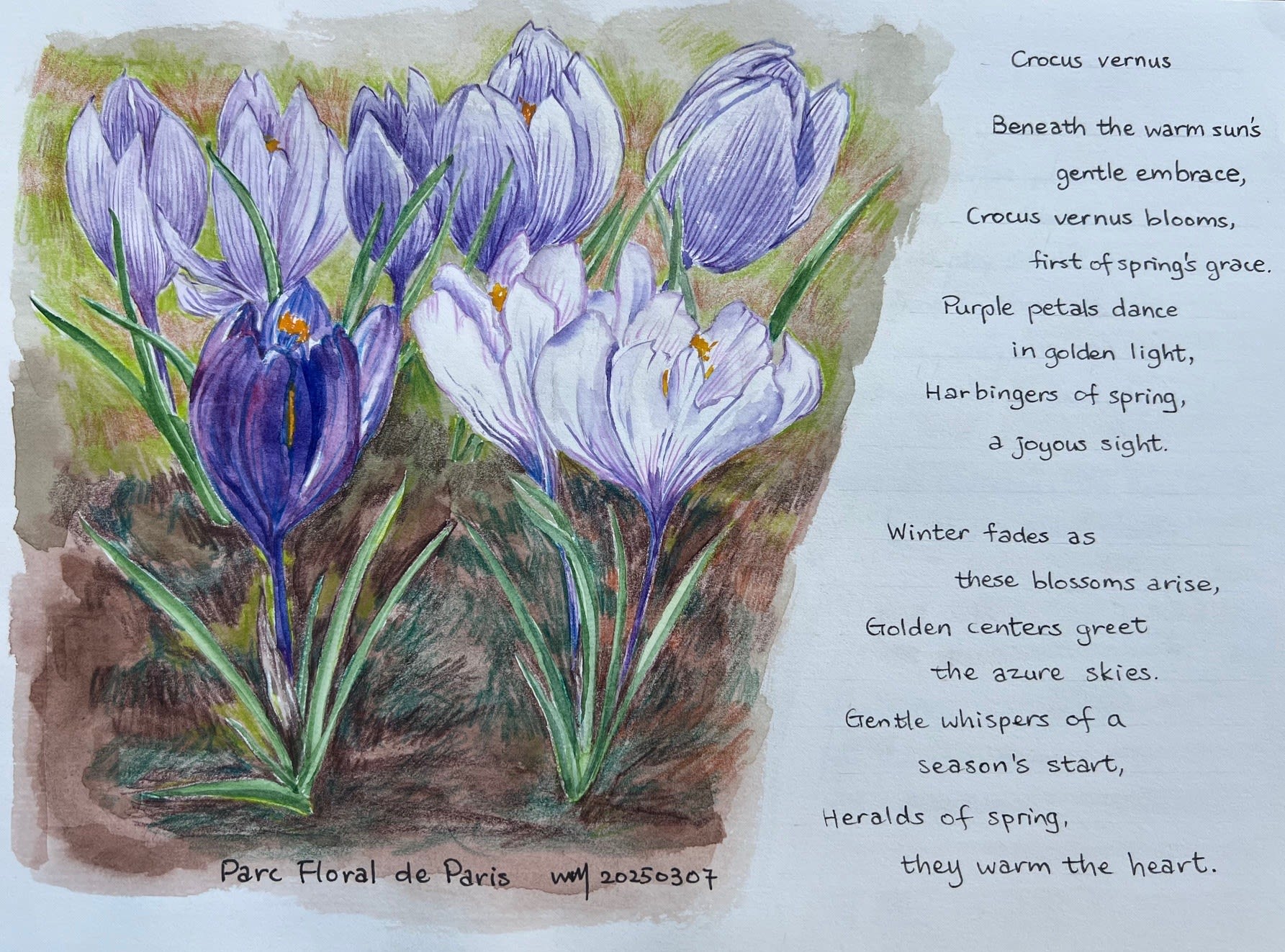 Wai Mei, Crocus Vernus, 2025