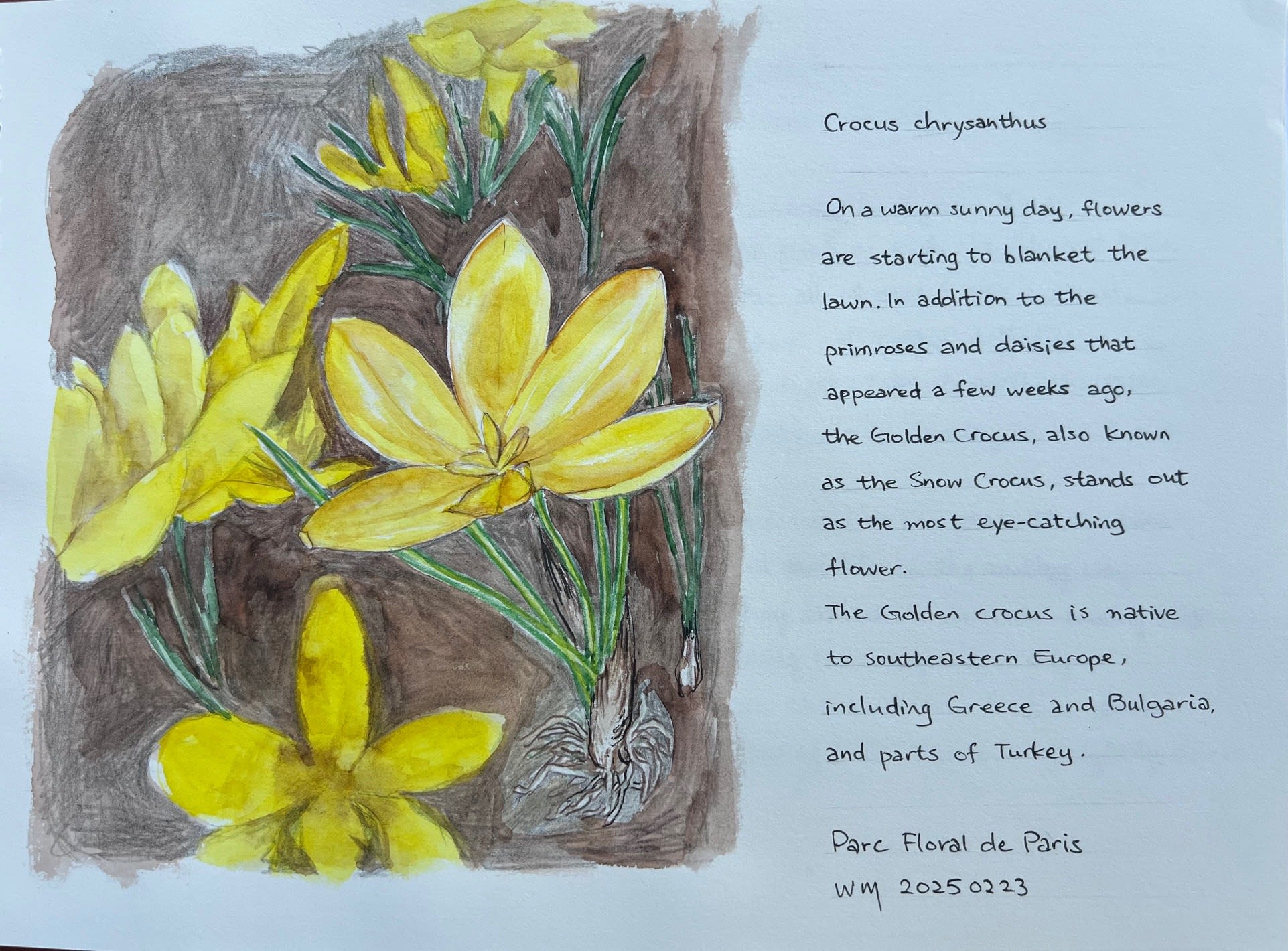 Wai Mei, Crocus Chrysanthus, 2025