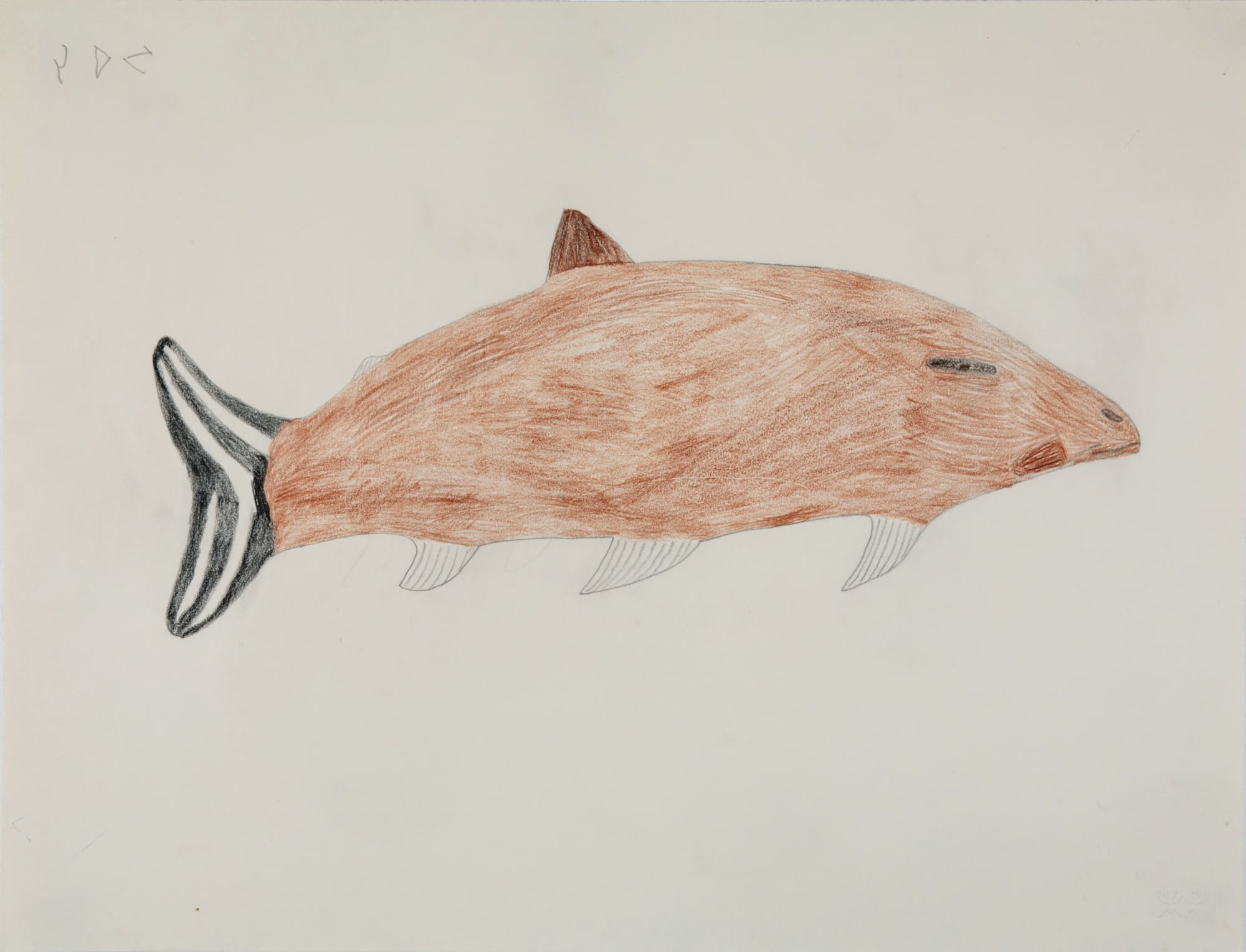 SHEOJUK ETIDLOOIE (1932-1999) KINNGAIT (CAPE DORSET) Untitled (Arctic Char), 1998-9 coloured pencil over graphite on paper, 20 x 26 in (50.8 x 66 cm) signed, "ᓯᐅᔪ".