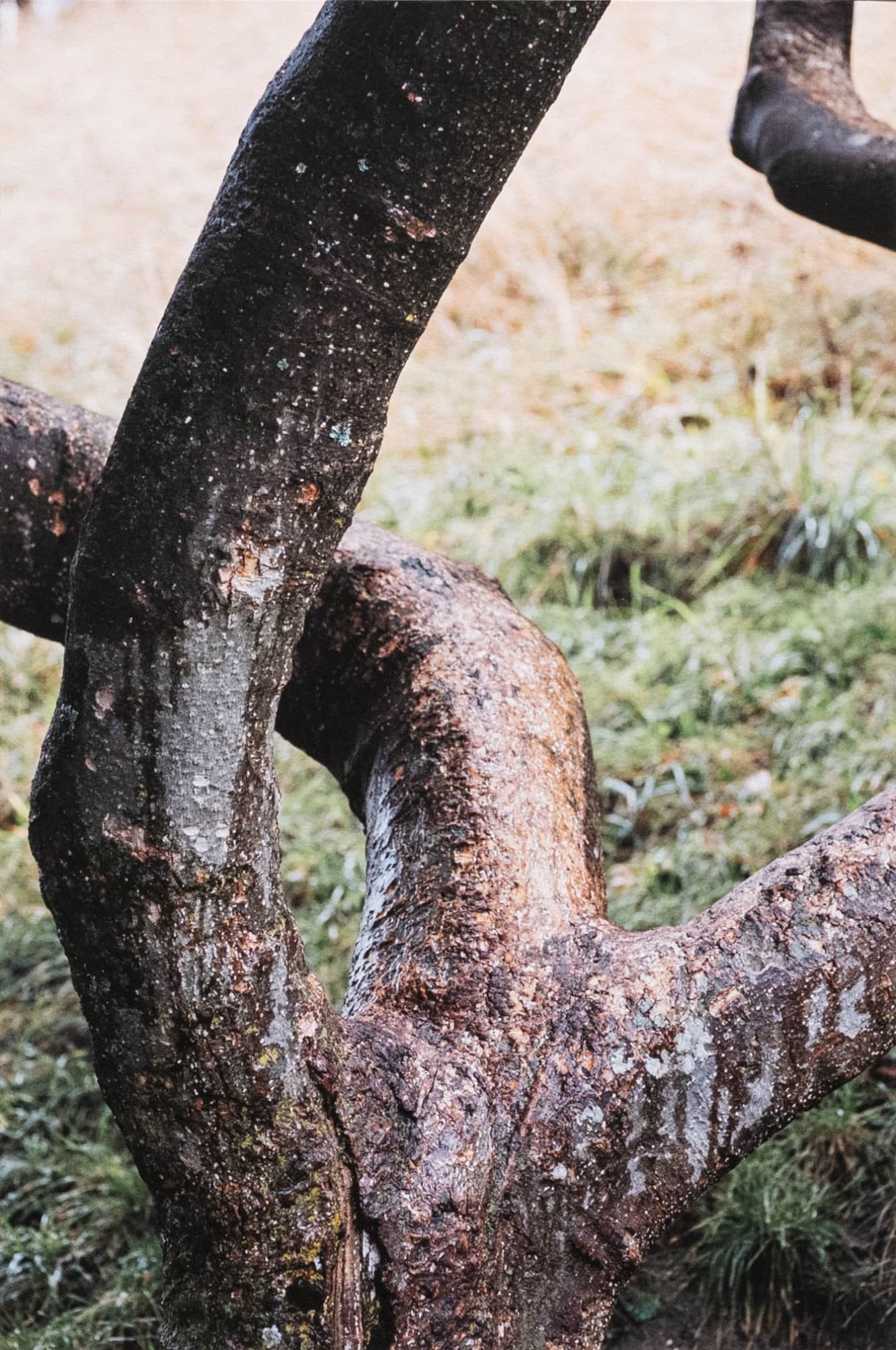 Gian Losinger, Movement (Nature Dances), 2021