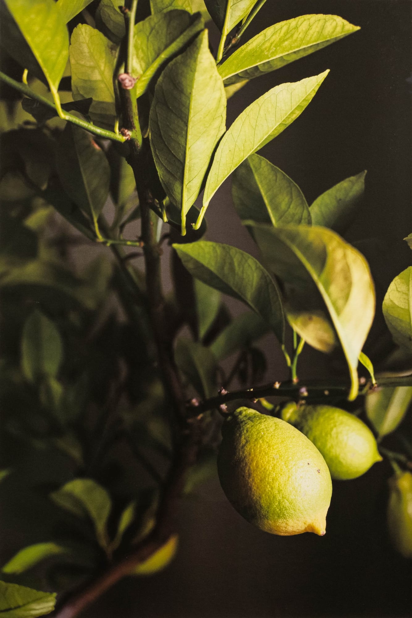 Gian Losinger, Lemons, 2020