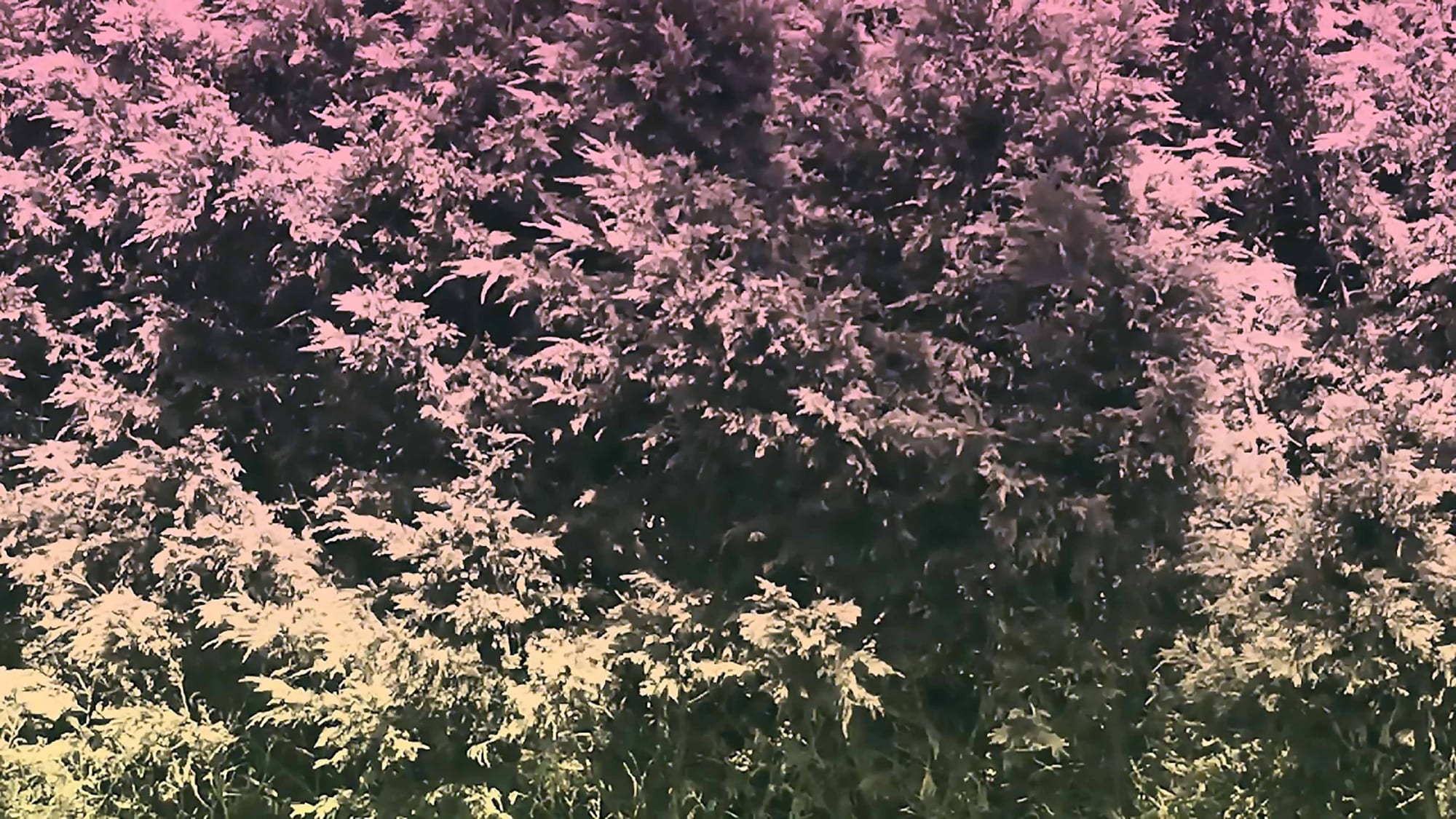 ANNA BARRIBALL, Fade, 2017