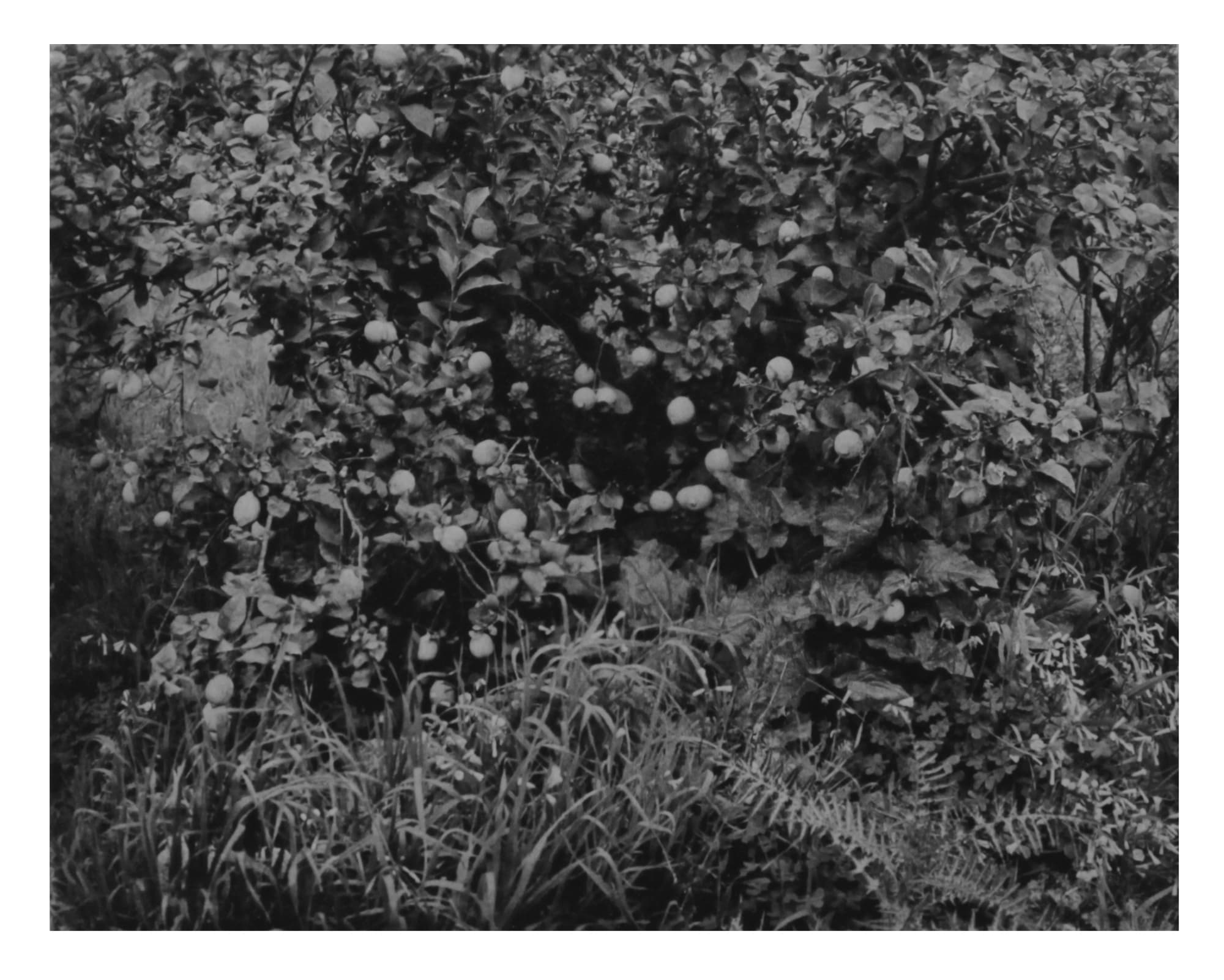 Gérard TRAQUANDI, Sans Titre, 2017