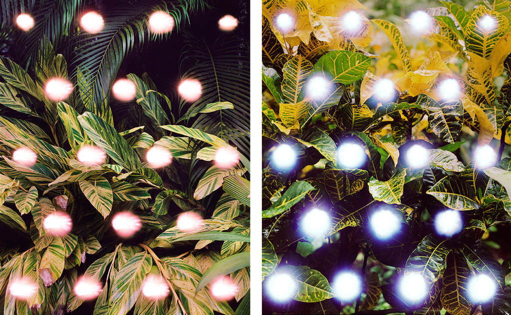 Hannah WHITAKER 36 Antipopes Photographie Diptyque : 128,3 x 101,6 cm chaque Diptyque : 50,5 x 40 inches each