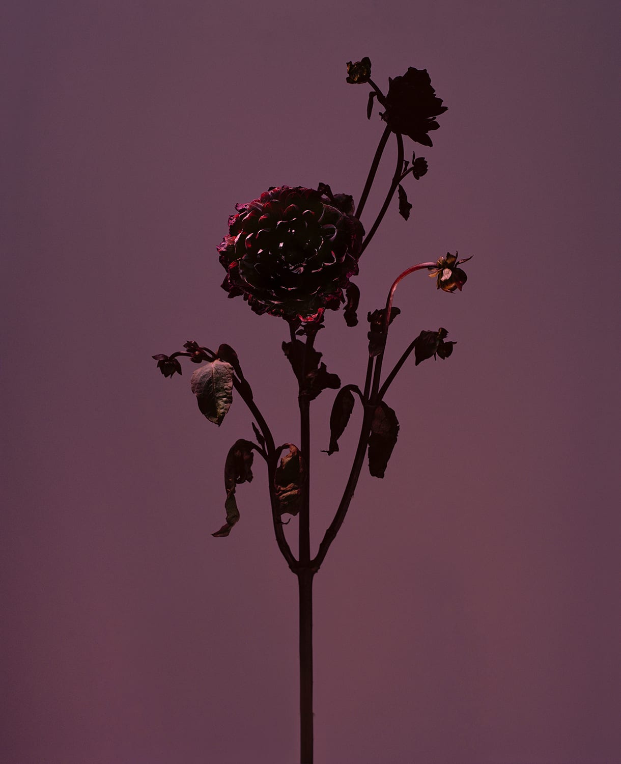 Roberto Greco, fig. XXVIII, 2017