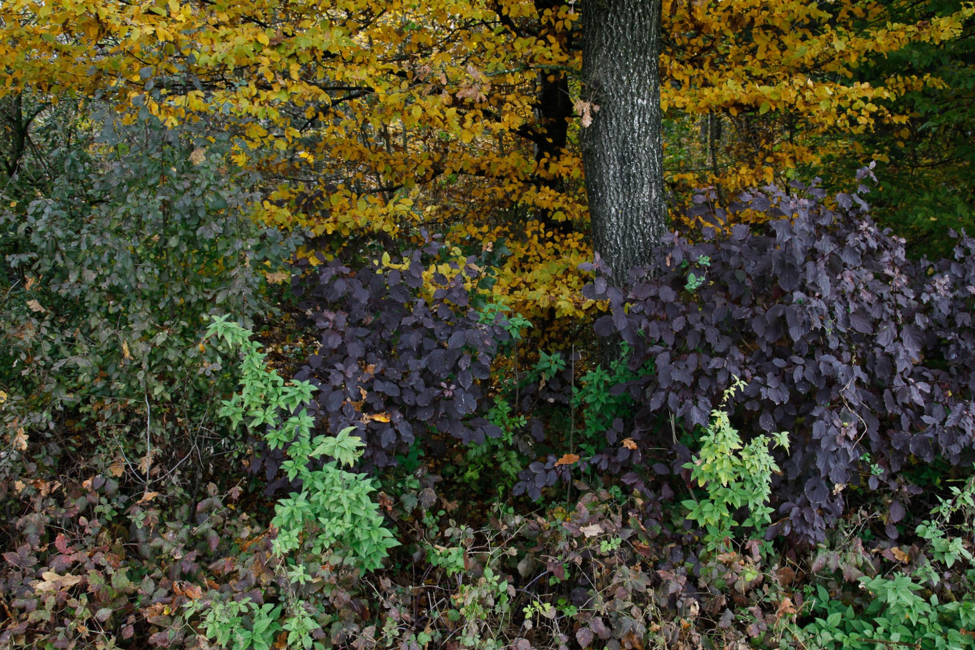 Janez Bogataj, Bagatelles #2, 2015