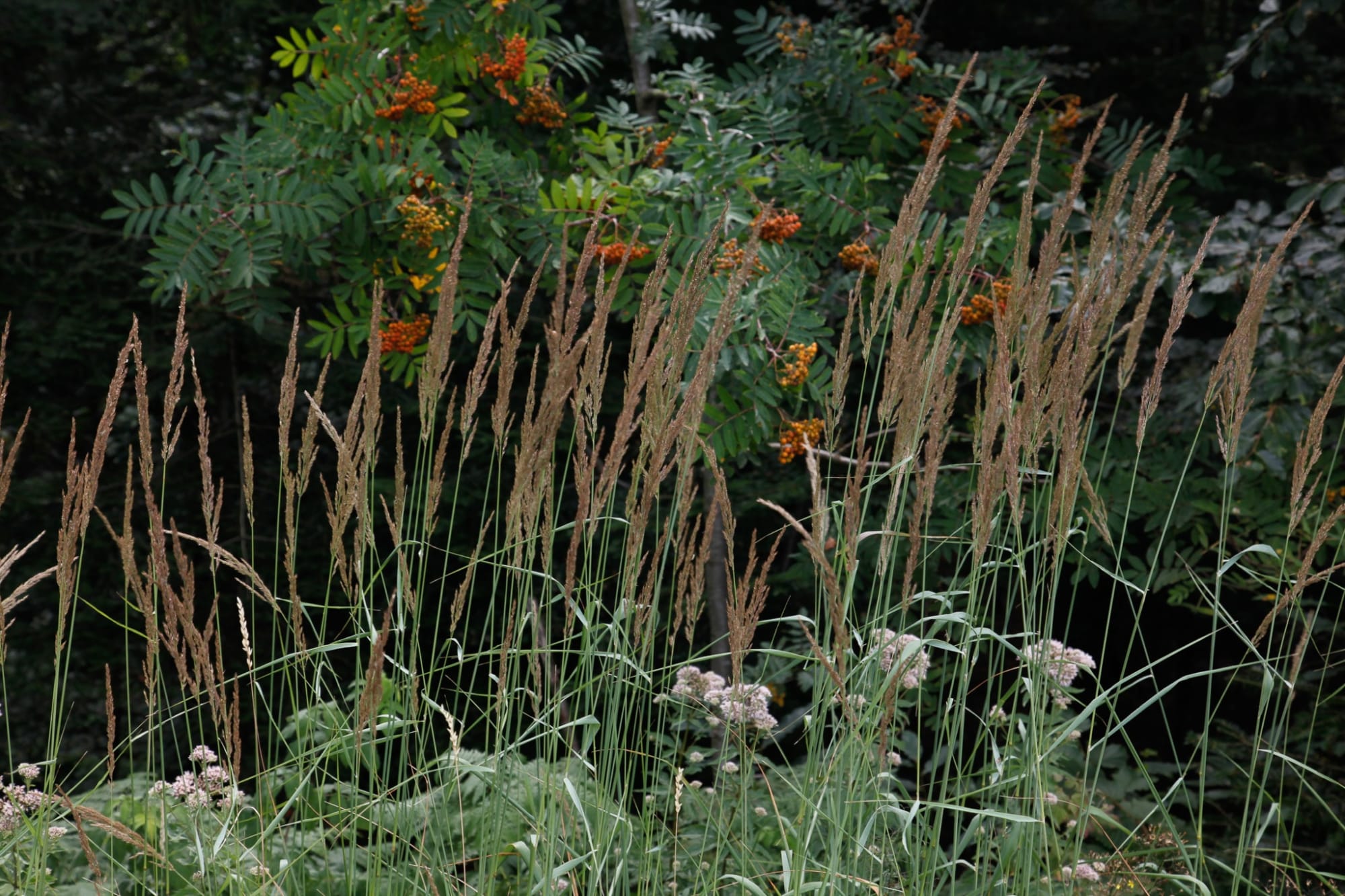 Janez Bogataj, Bagatelles #1, 2015