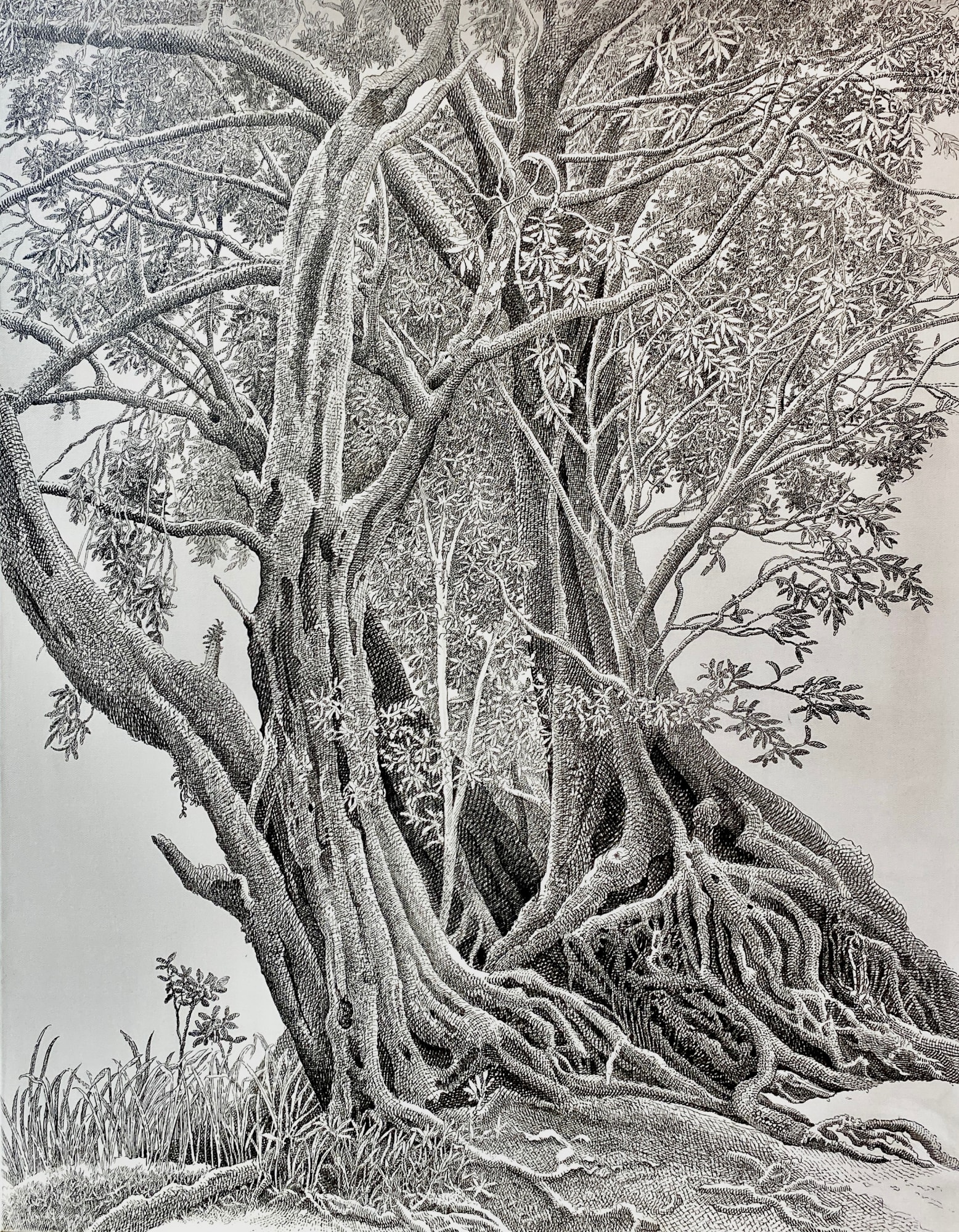 Karunasiri Wijesinghe, Arjun Tree - Yala, 2024